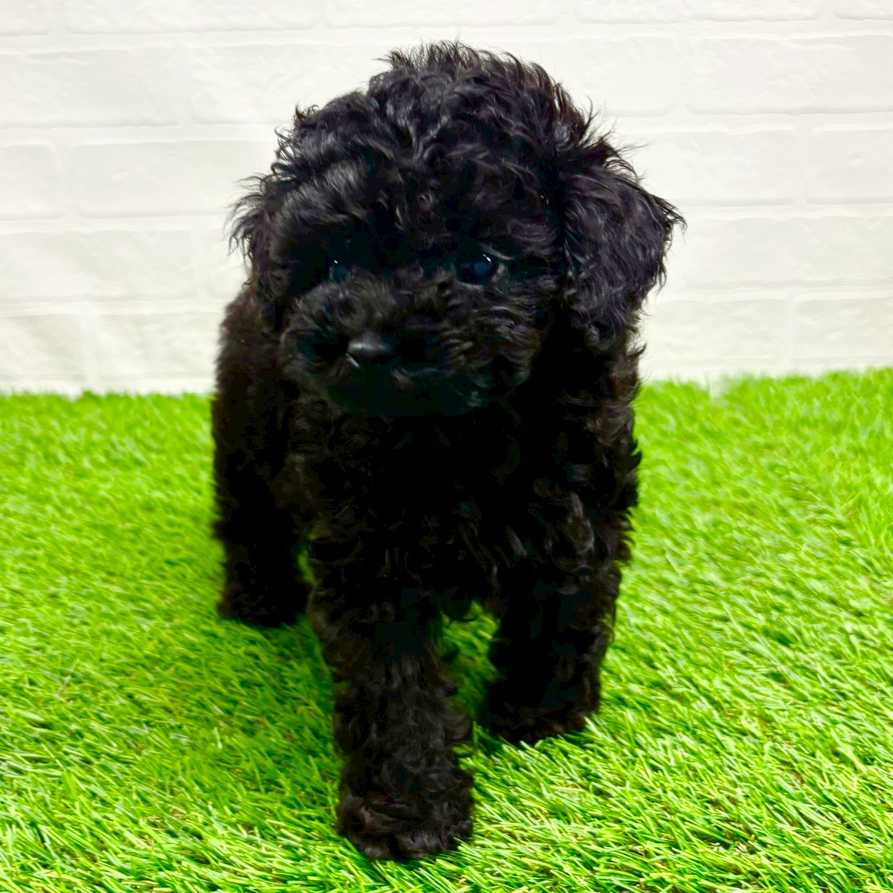滋賀県のトイプードル(トイ) (ワンニャンハウス草津店/2025年9月11日生まれ/女の子/ブラック)の子犬の3枚目の画像