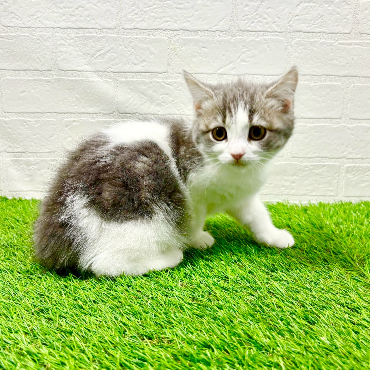 滋賀県のスコティッシュフォールド (ワンニャンハウス草津店/2025年9月29日生まれ/女の子/ブルータビーホワイト)の子猫の3枚目の画像