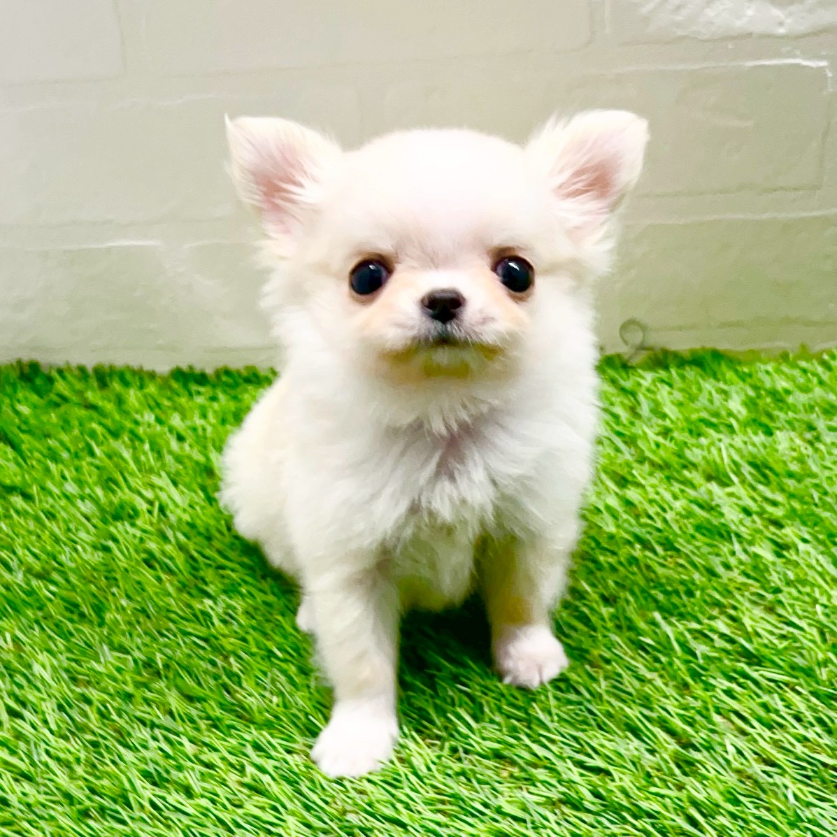 滋賀県のチワワ(ロング) (ワンニャンハウス草津店/2025年10月28日生まれ/男の子/クリームホワイト)の子犬の1枚目の画像