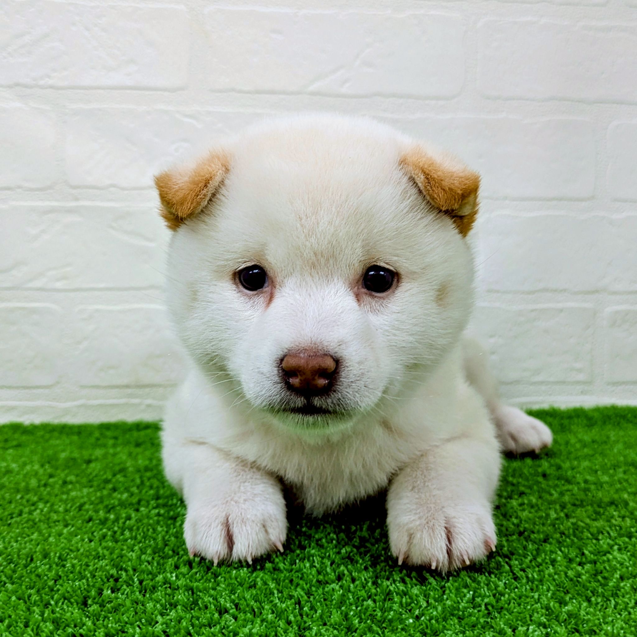 滋賀県の柴犬(標準サイズ) (ワンニャンハウス草津店/2026年2月23日生まれ/女の子/白)の子犬の2枚目の画像