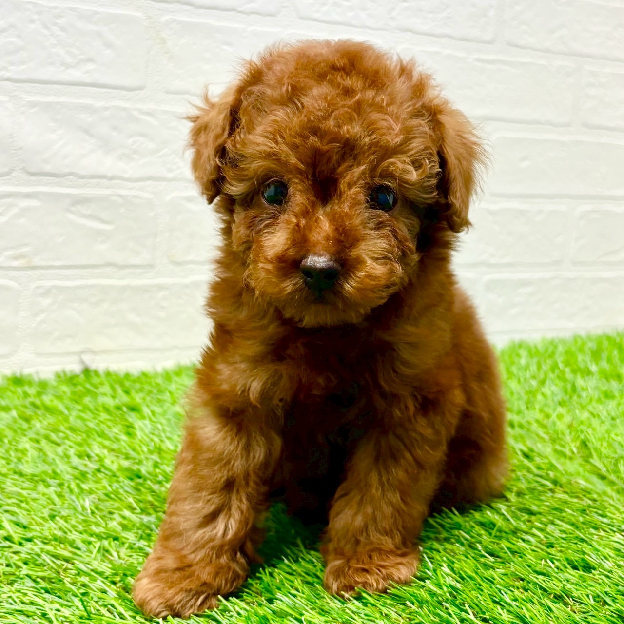 滋賀県のトイプードル(トイ) (ワンニャンハウス草津店/2025年10月6日生まれ/男の子/レッド)の子犬の1枚目の画像