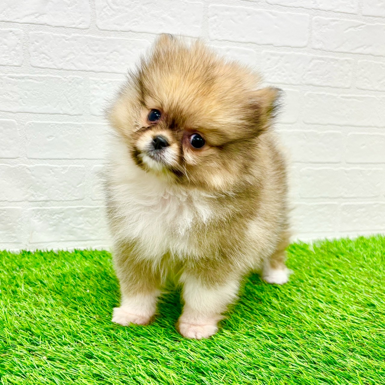 滋賀県のポメラニアン (ワンニャンハウス草津店/2026年1月10日生まれ/男の子/オレンジ)の子犬の3枚目の画像