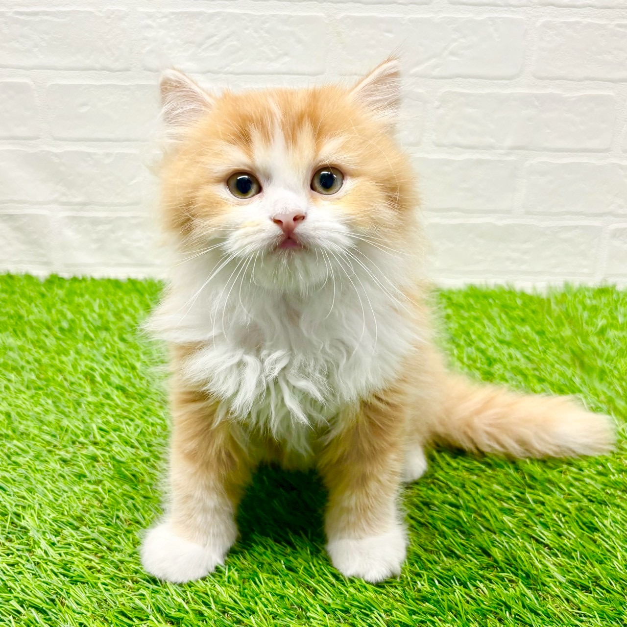 滋賀県のスコティッシュフォールド (ワンニャンハウス草津店/2025年9月29日生まれ/男の子/レッドホワイト)の子猫の1枚目の画像