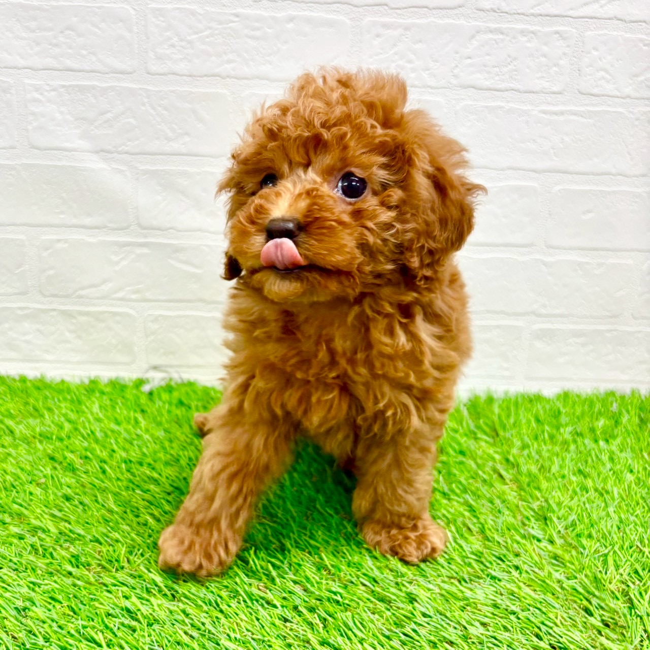 滋賀県のトイプードル(トイ) (ワンニャンハウス草津店/2026年1月25日生まれ/男の子/レッド)の子犬の3枚目の画像