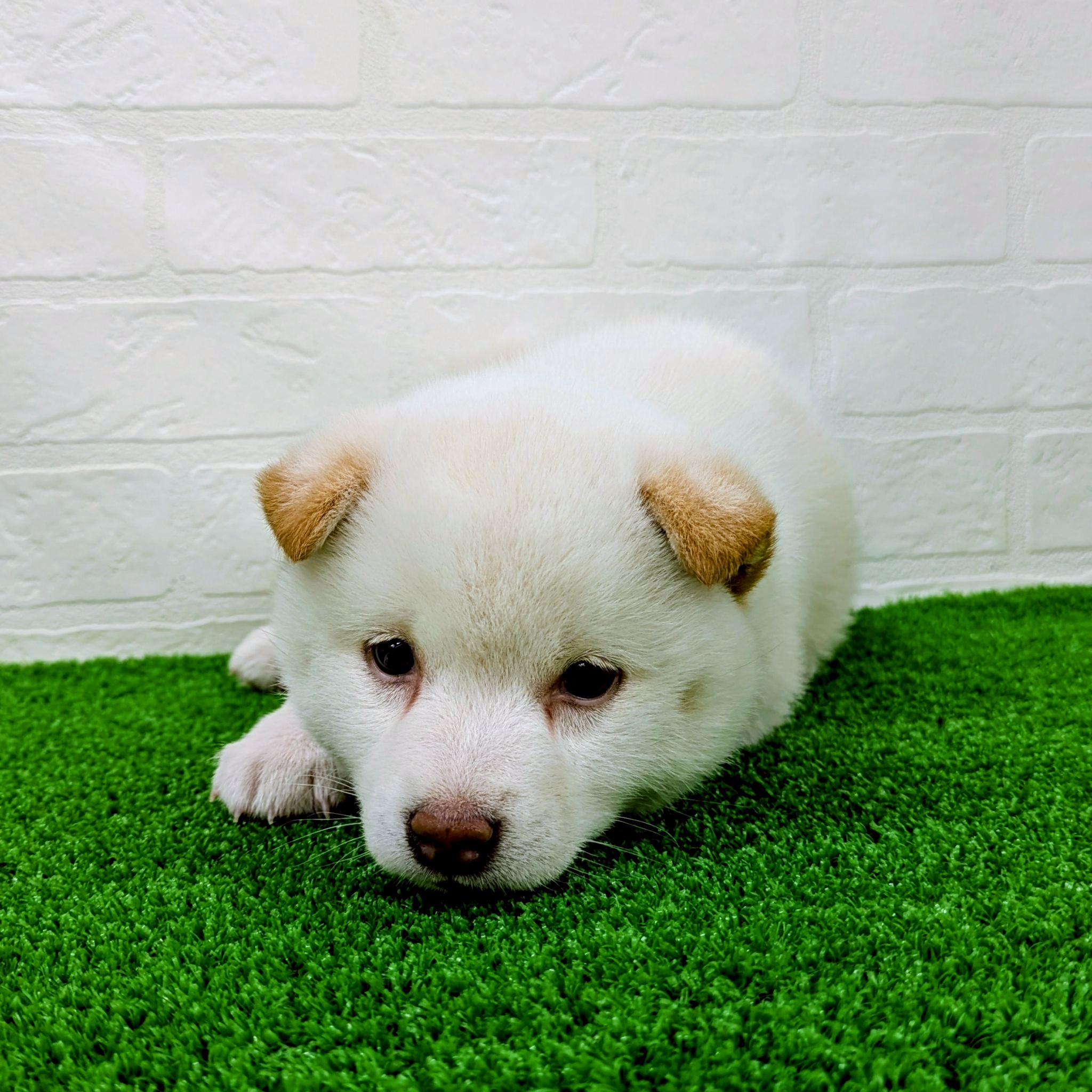 滋賀県の柴犬(標準サイズ) (ワンニャンハウス草津店/2026年2月23日生まれ/女の子/白)の子犬の3枚目の画像