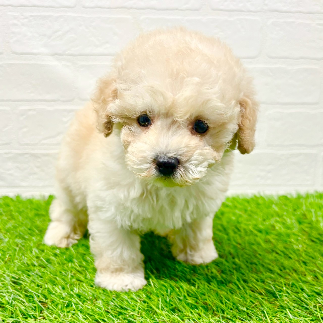滋賀県のトイプードル(トイ) (ワンニャンハウス草津店/2025年11月12日生まれ/男の子/ペールフォーン)の子犬の3枚目の画像