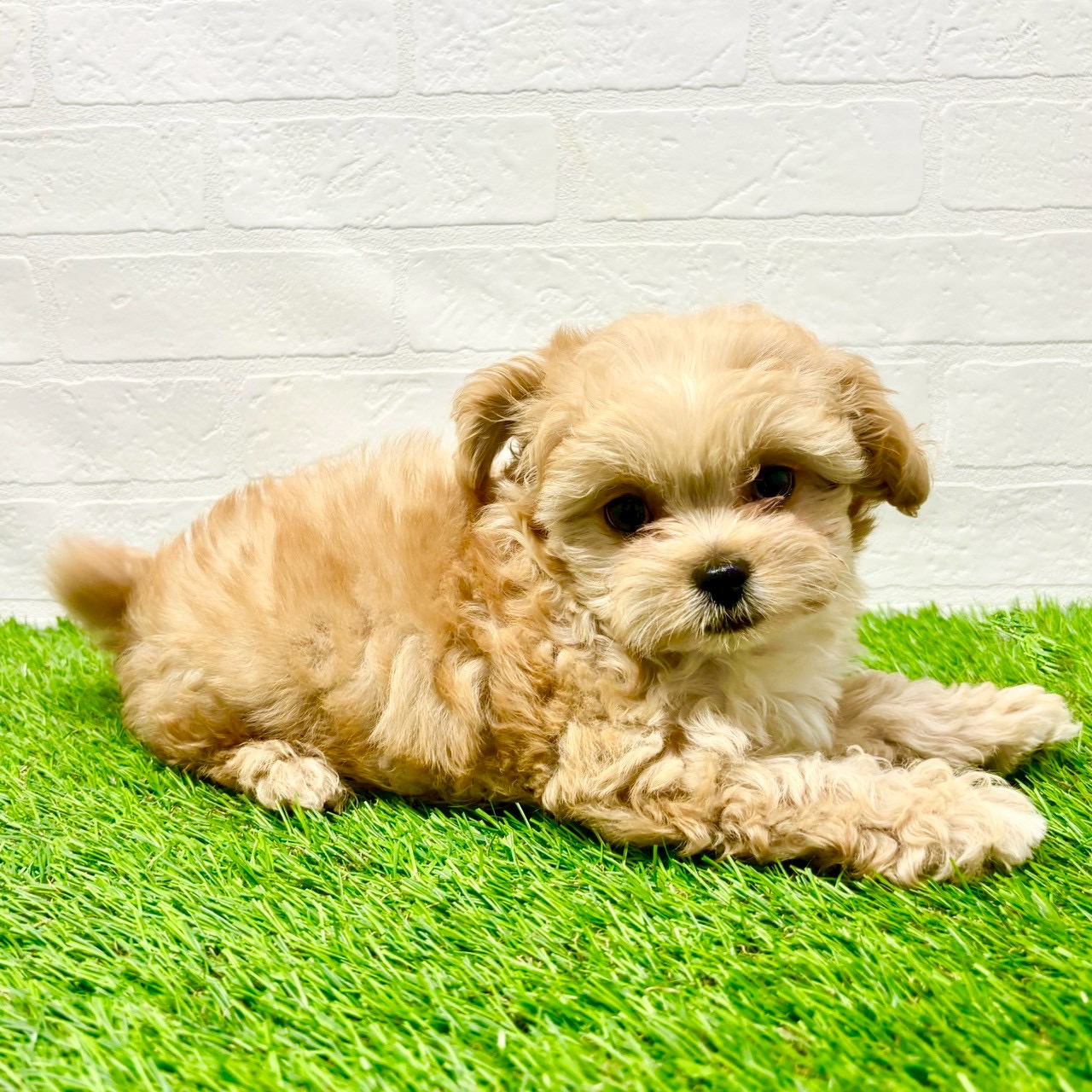 滋賀県のペキプー(ペキニーズ×プードル) (ワンニャンハウス草津店/2025年8月30日生まれ/男の子/クリーム)の子犬の4枚目の画像