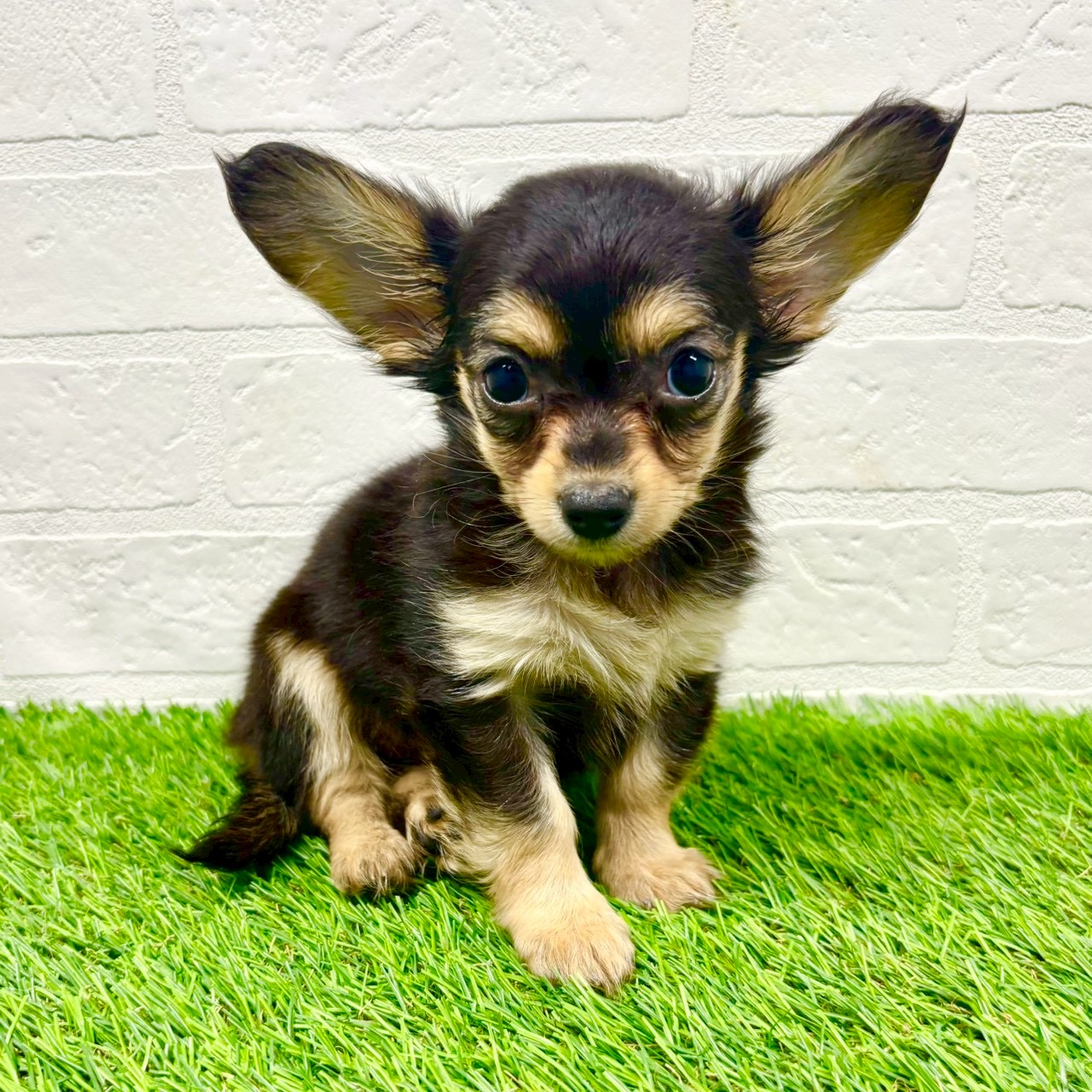 滋賀県のチワックス(チワワ×ダックス) (ワンニャンハウス草津店/2025年10月26日生まれ/女の子/ブラックタン)の子犬の1枚目の画像