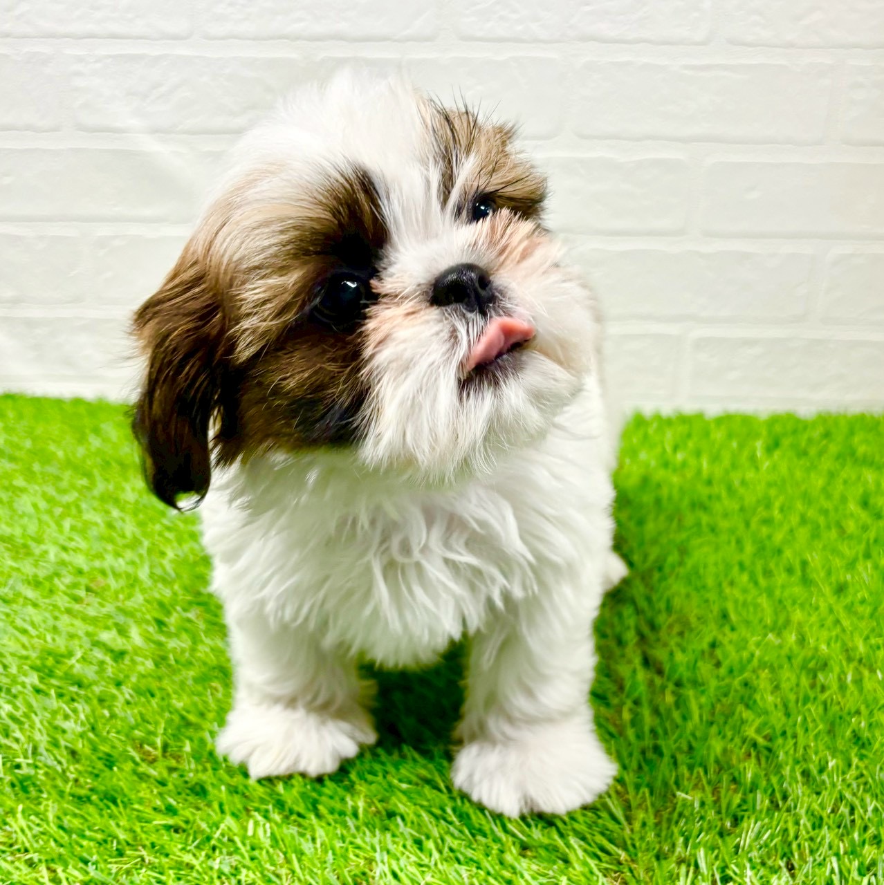 滋賀県のシーズー (ワンニャンハウス草津店/2025年11月16日生まれ/男の子/ホワイトゴールド)の子犬の3枚目の画像