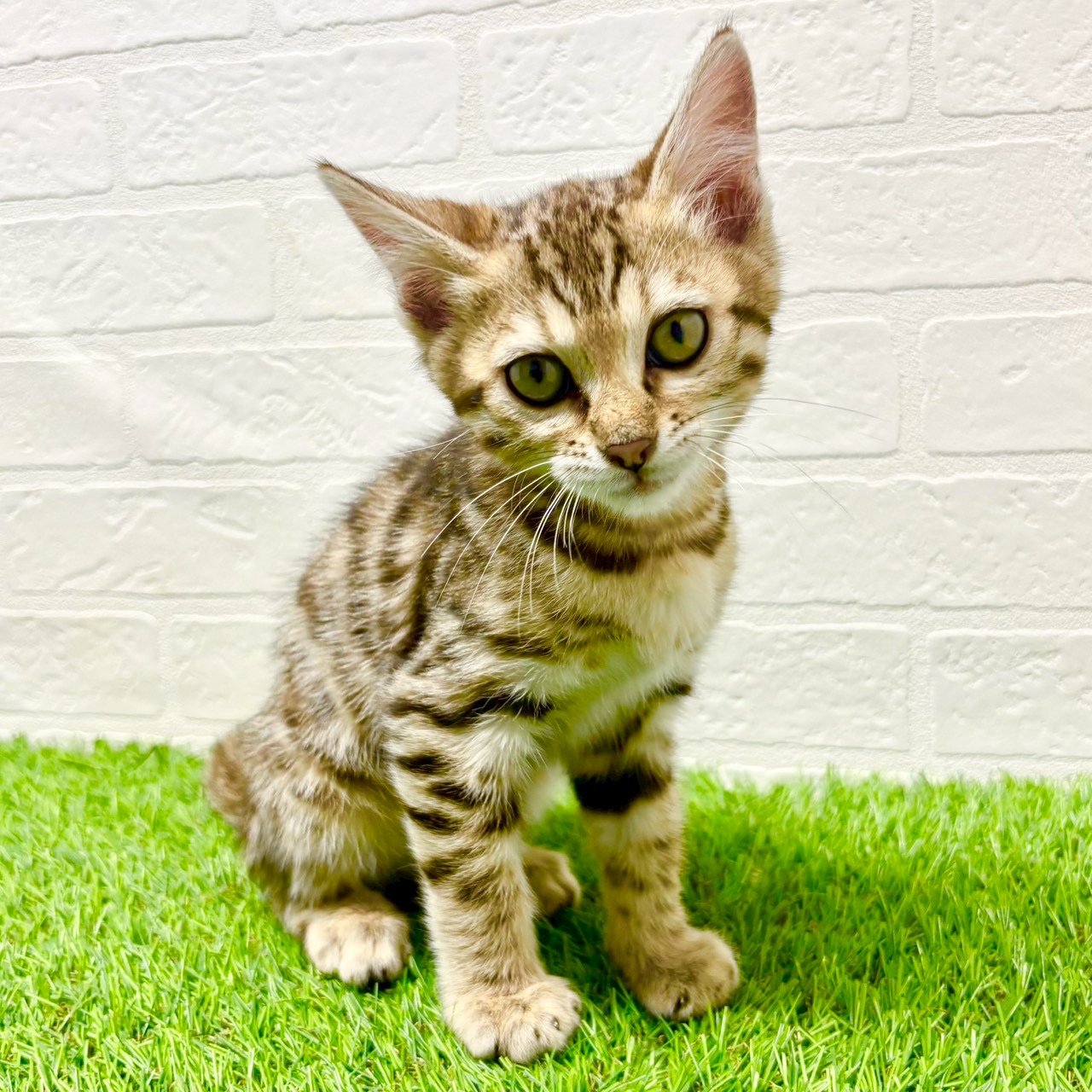 滋賀県のベンガル (ワンニャンハウス草津店/2025年11月30日生まれ/男の子/ブラウンスポットタビー)の子猫の1枚目の画像