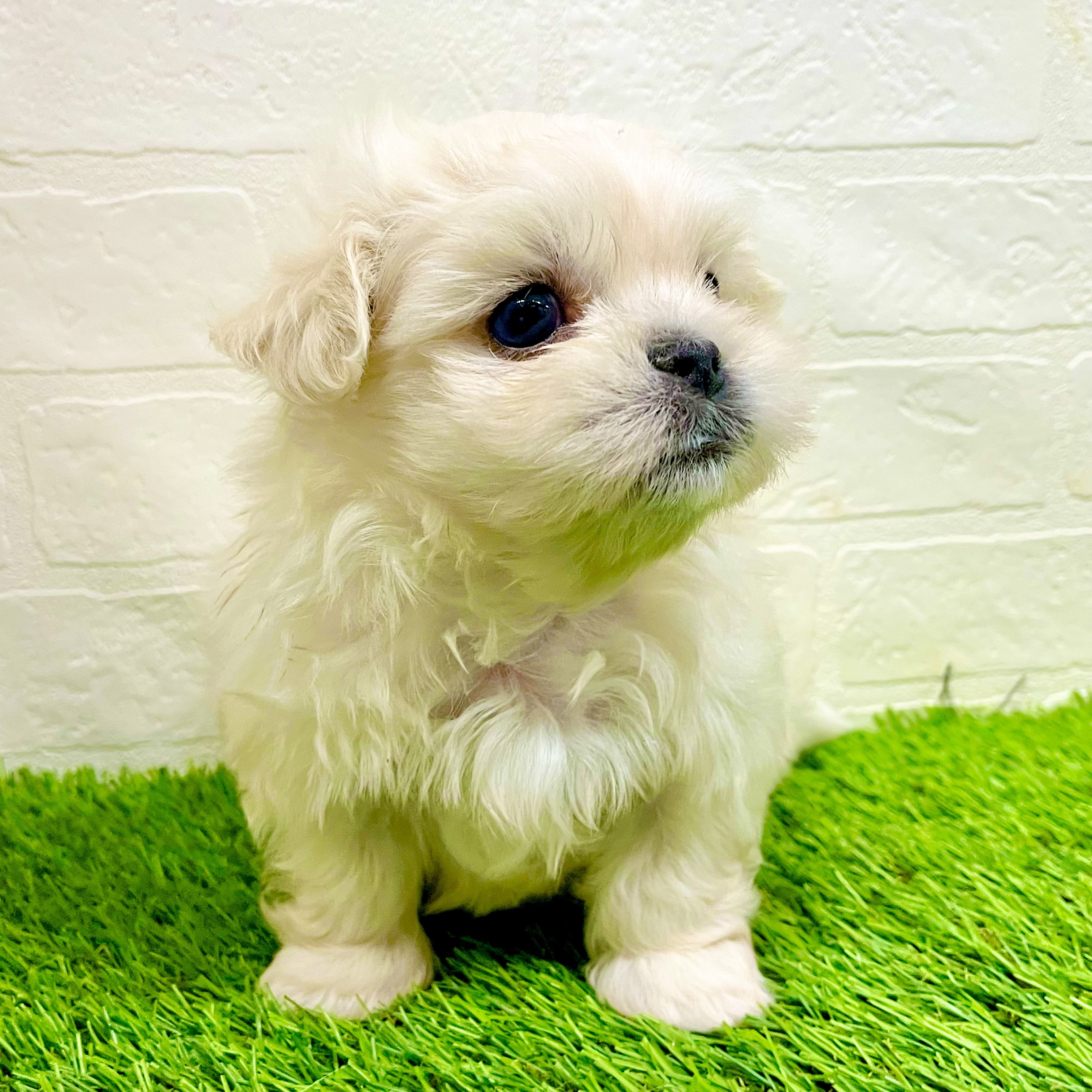 滋賀県のペキマル/マルペキ(ペキニーズ×マルチーズ) (ワンニャンハウス草津店/2025年9月25日生まれ/男の子/ホワイト)の子犬の3枚目の画像