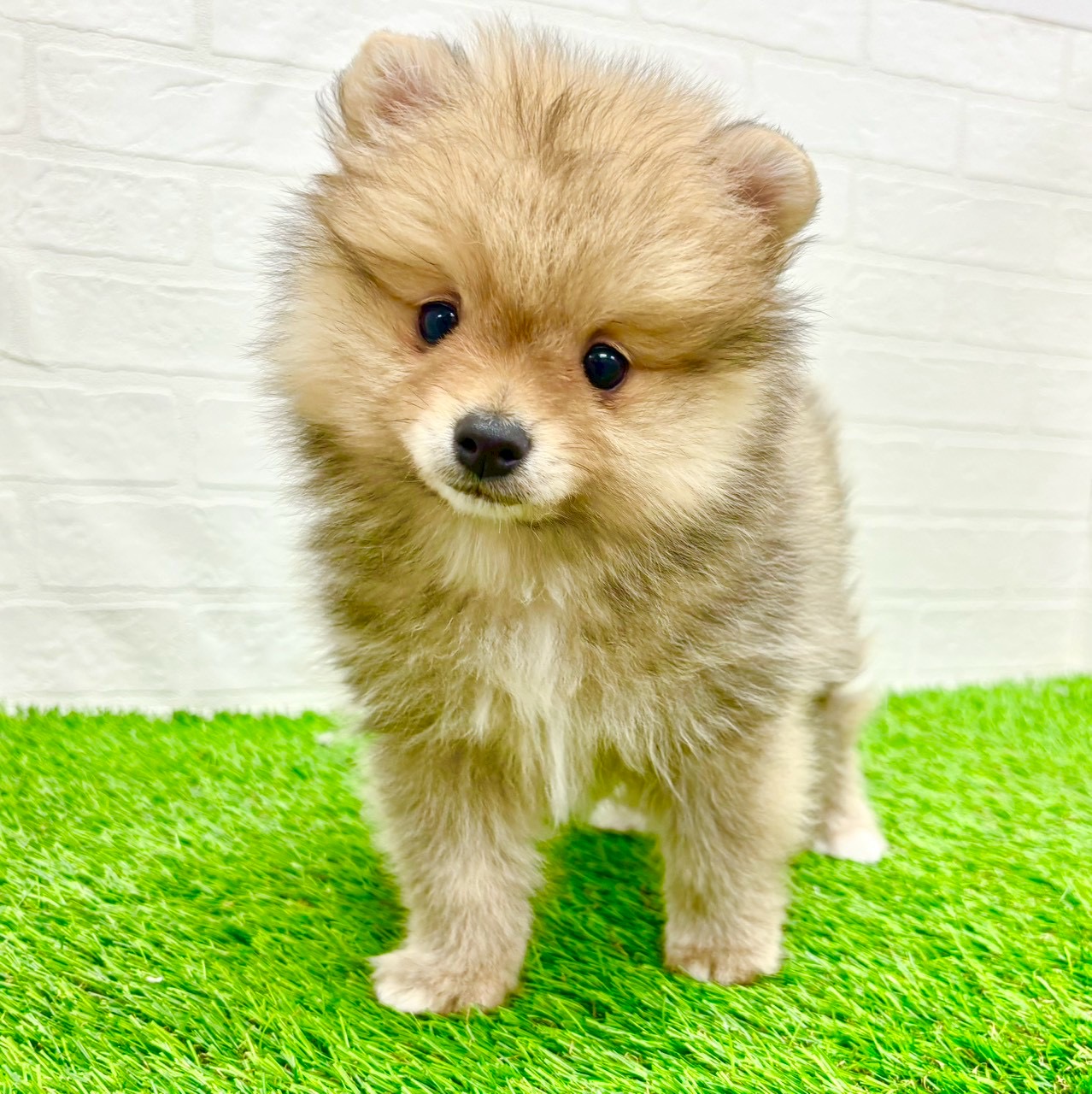 滋賀県のポメラニアン (ワンニャンハウス草津店/2026年1月4日生まれ/男の子/オレンジ)の子犬の3枚目の画像