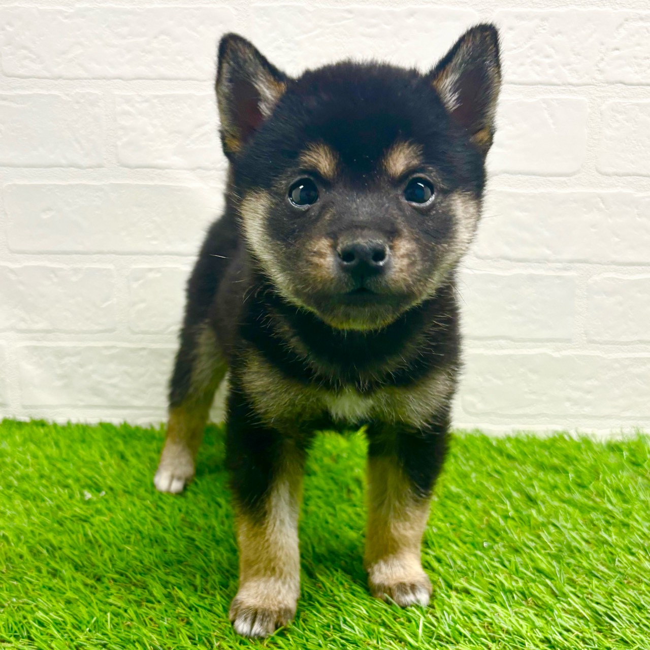 滋賀県の豆柴 (ワンニャンハウス草津店/2025年10月18日生まれ/男の子/黒)の子犬の3枚目の画像