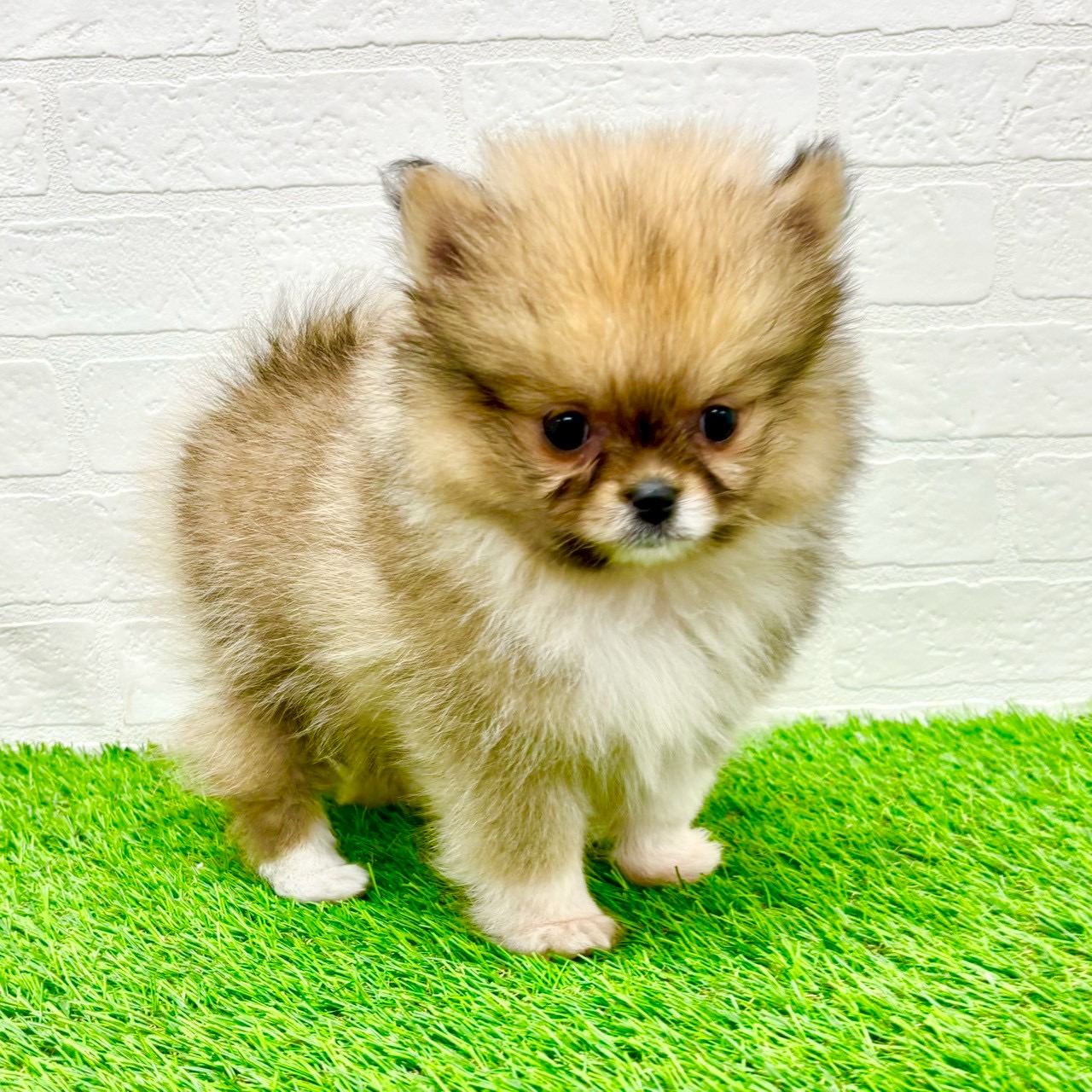 滋賀県のポメラニアン (ワンニャンハウス草津店/2026年1月10日生まれ/男の子/オレンジ)の子犬の4枚目の画像