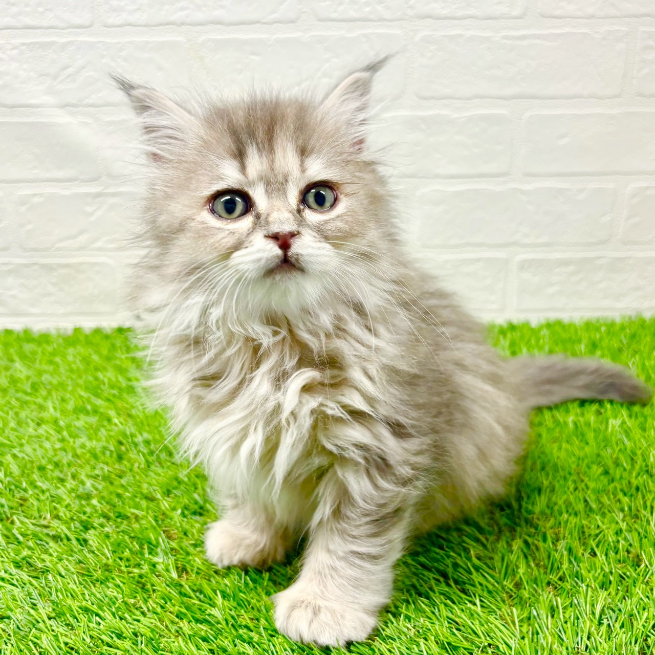 滋賀県のサイベリアン (ワンニャンハウス草津店/2025年10月23日生まれ/女の子/ブルーパッチドタビー)の子猫の3枚目の画像