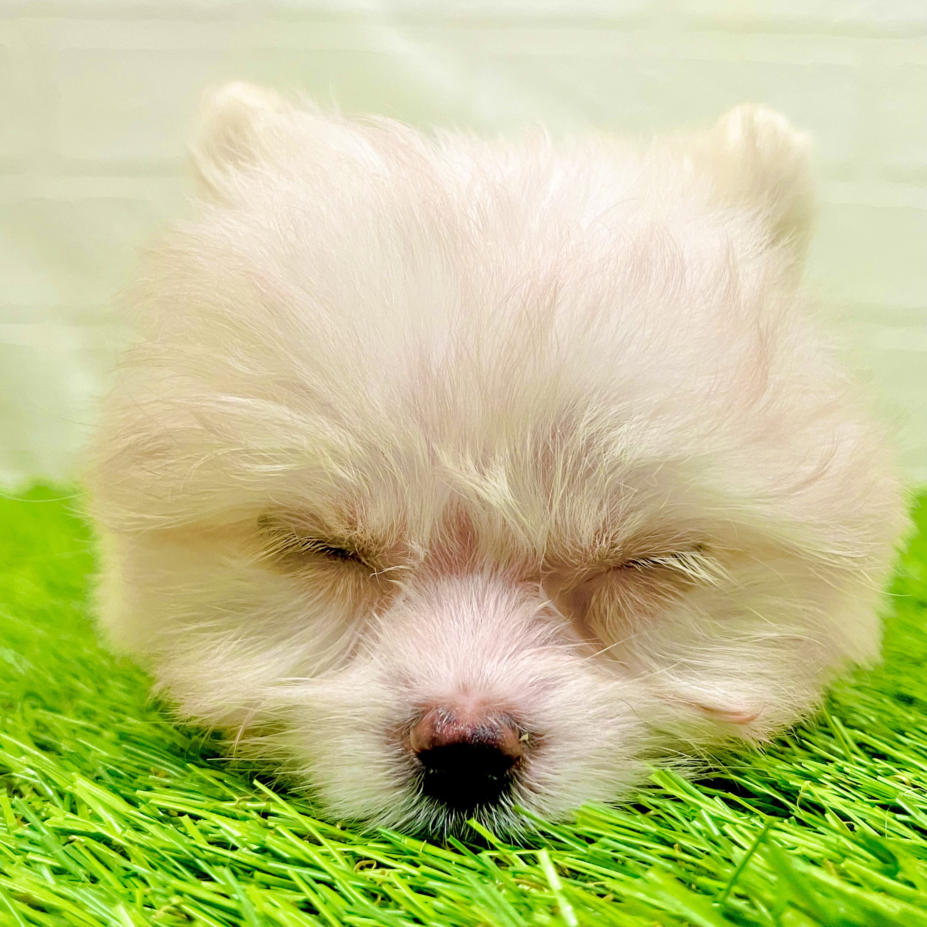 滋賀県のポメマル/マルポメ(ポメラニアン×マルチーズ) (ワンニャンハウス草津店/2025年9月18日生まれ/女の子/ホワイトレッド)の子犬の4枚目の画像