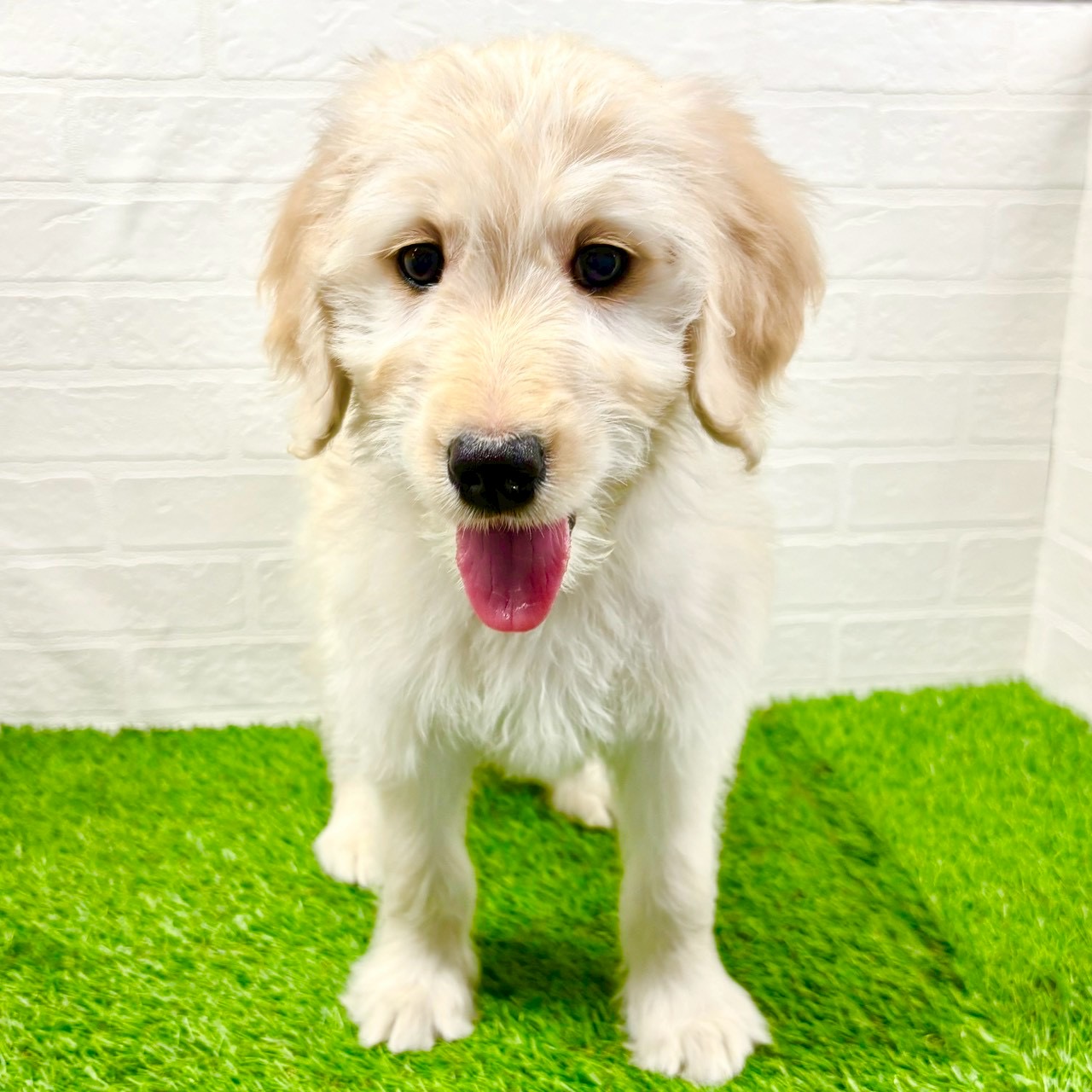 滋賀県のゴールデンドゥードゥル(ゴールデン×プードル) (ワンニャンハウス草津店/2025年10月11日生まれ/女の子/クリーム)の子犬の3枚目の画像