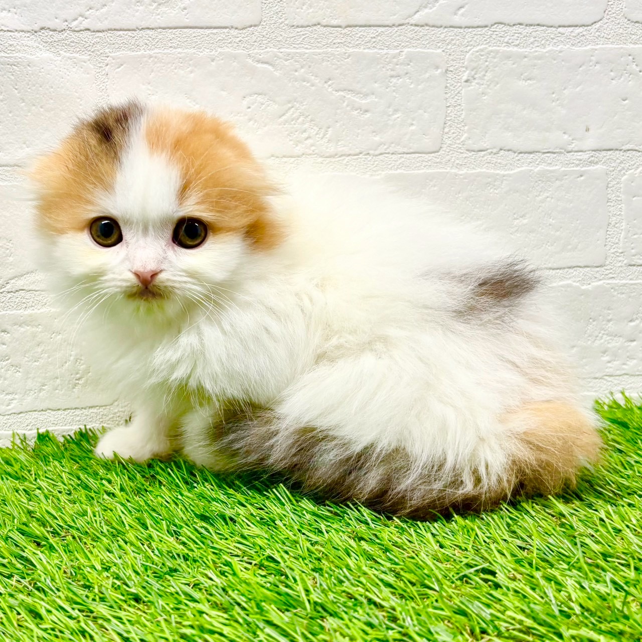 滋賀県のスコティッシュフォールド (ワンニャンハウス草津店/2025年11月19日生まれ/女の子/ブラウンパッチドタビーホワイト)の子猫の3枚目の画像