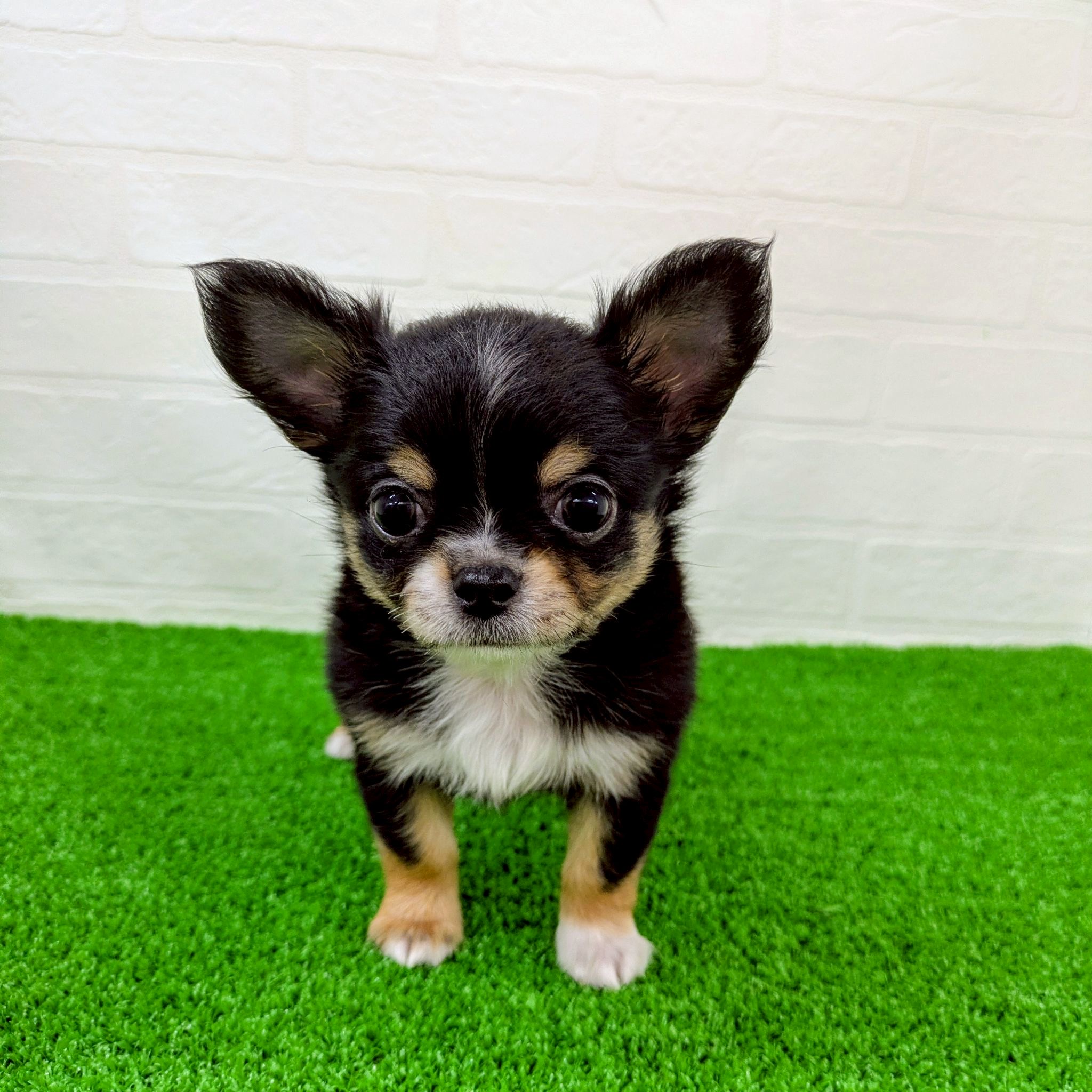 滋賀県のチワワ(ロング) (ワンニャンハウス草津店/2026年2月20日生まれ/男の子/ブラックタンホワイト)の子犬の1枚目の画像