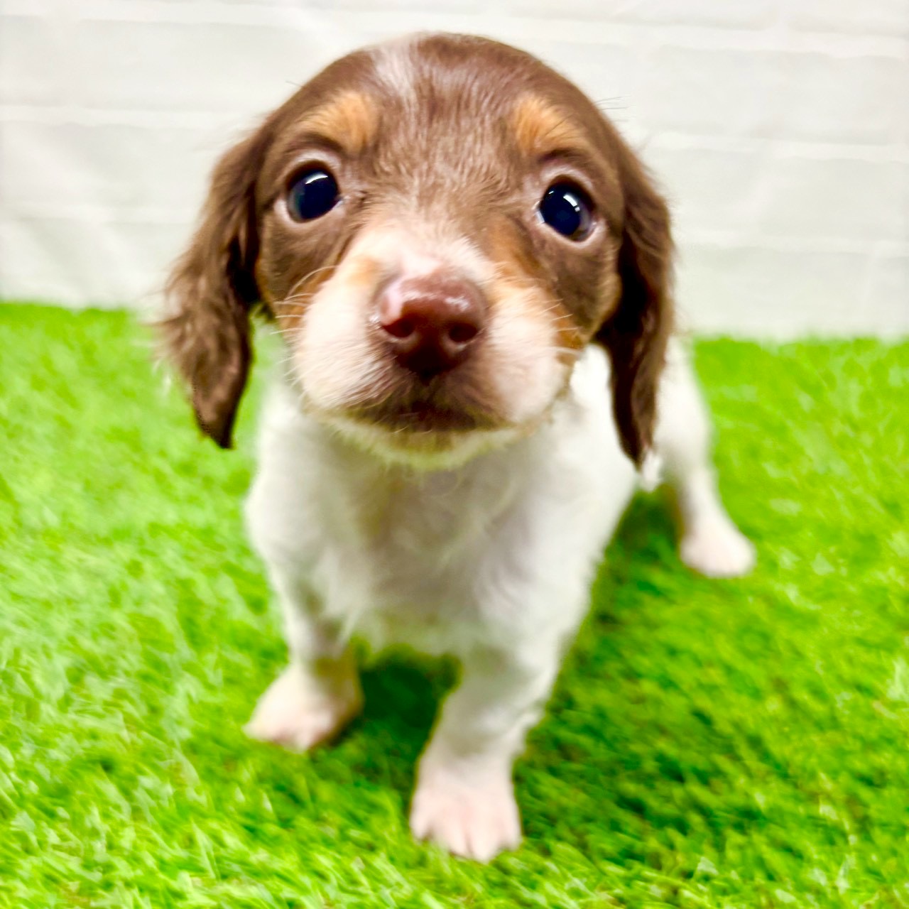 滋賀県のミニチュアダックスフンド(ロング) (ワンニャンハウス草津店/2025年10月23日生まれ/女の子/チョコレートタンパイボールド)の子犬の4枚目の画像