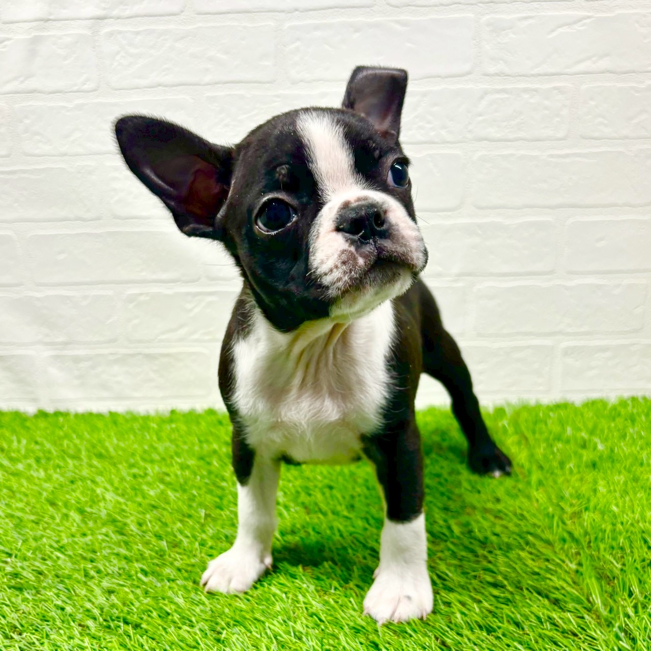 滋賀県のボストンテリア (ワンニャンハウス草津店/2025年9月21日生まれ/男の子/ボストンカラー)の子犬の2枚目の画像