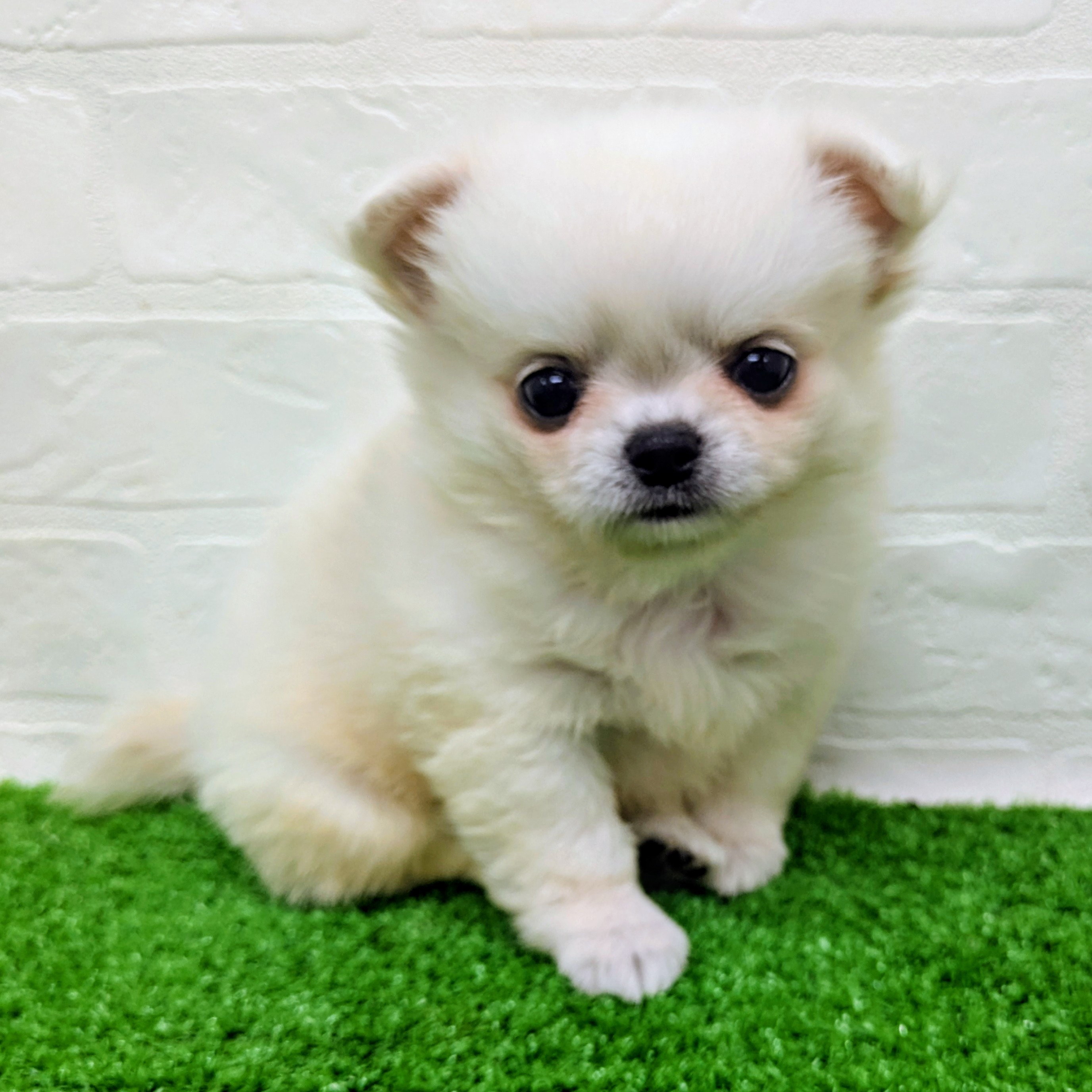 滋賀県のハーフ犬・ミックス犬 (ワンニャンハウス草津店/2026年7月8日生まれ/女の子/ホワイト)の子犬の3枚目の画像