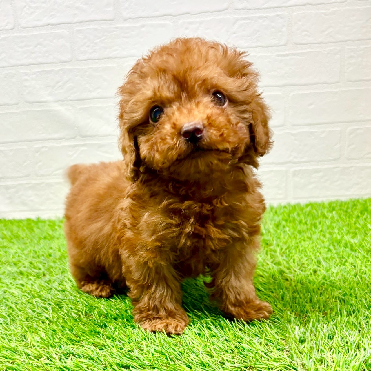 滋賀県のトイプードル(トイ) (ワンニャンハウス草津店/2025年11月15日生まれ/男の子/レッド)の子犬の2枚目の画像