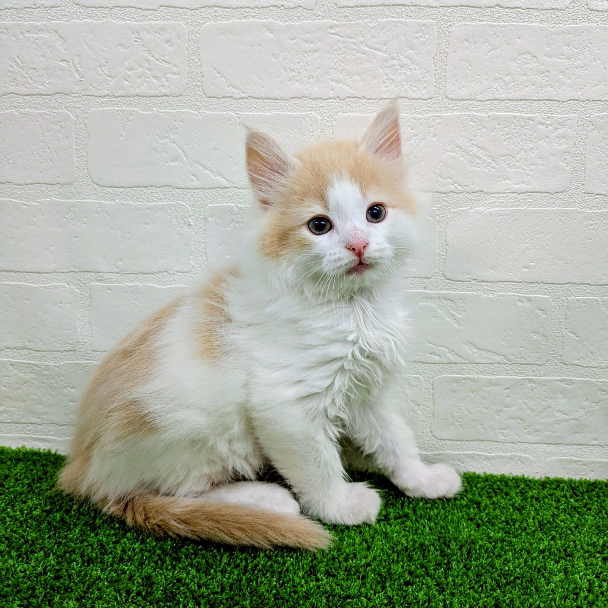 滋賀県のノルウェージャンフォレストキャット (ワンニャンハウス草津店/2026年3月1日生まれ/男の子/クリームタビーホワイト)の子猫の2枚目の画像