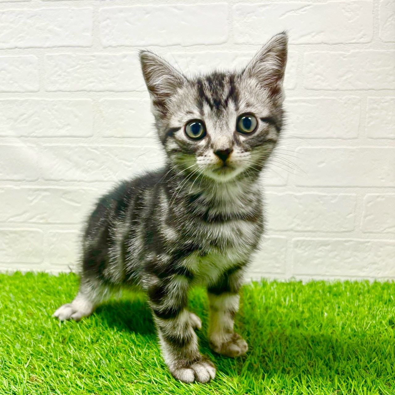 滋賀県のアメリカンショートヘアー (ワンニャンハウス草津店/2025年10月1日生まれ/男の子/シルバータビー)の子猫の1枚目の画像