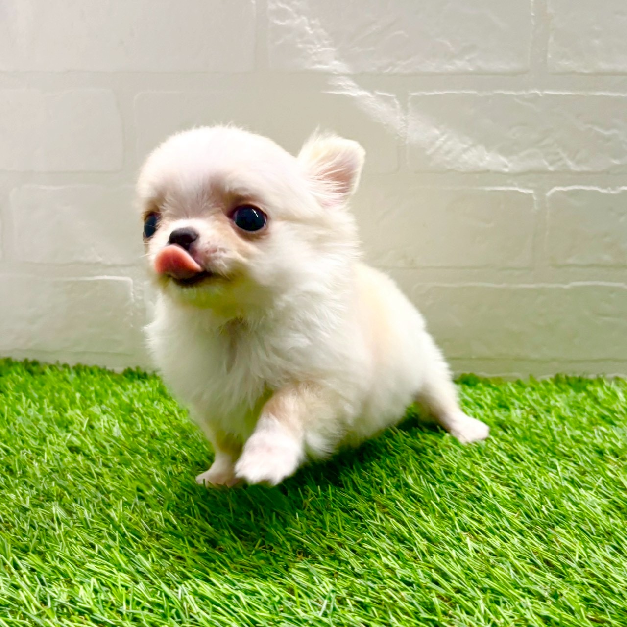 滋賀県のチワワ(ロング) (ワンニャンハウス草津店/2025年10月28日生まれ/男の子/クリームホワイト)の子犬の4枚目の画像