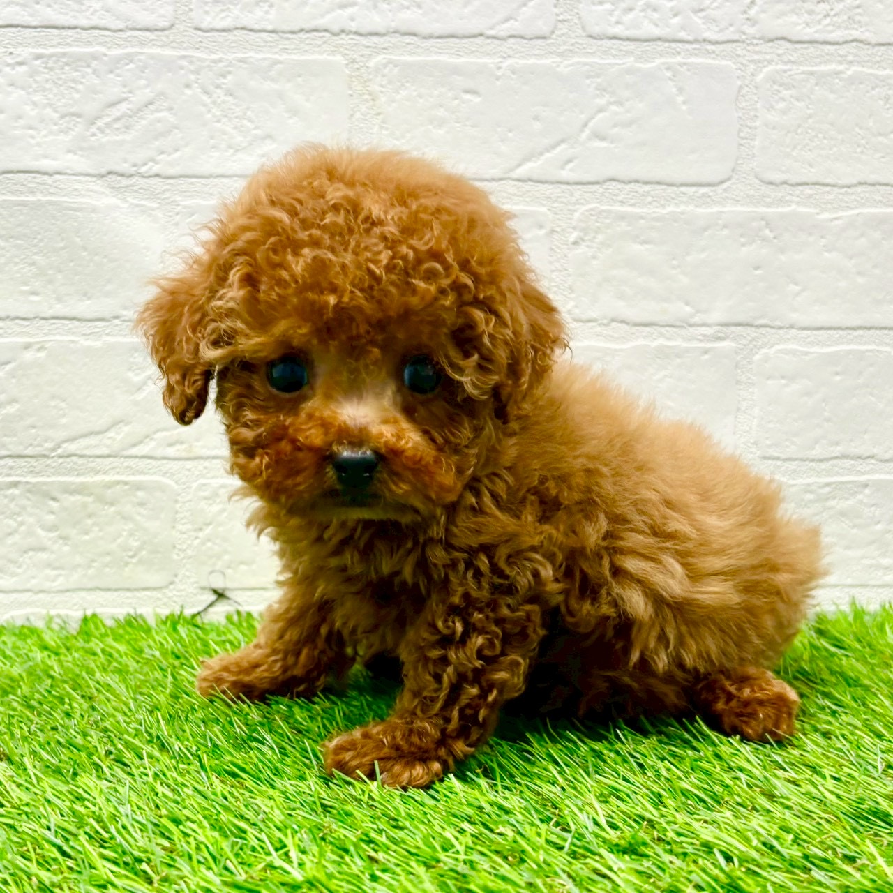 滋賀県のトイプードル(トイ) (ワンニャンハウス草津店/2025年10月22日生まれ/男の子/レッドフォーン)の子犬の2枚目の画像