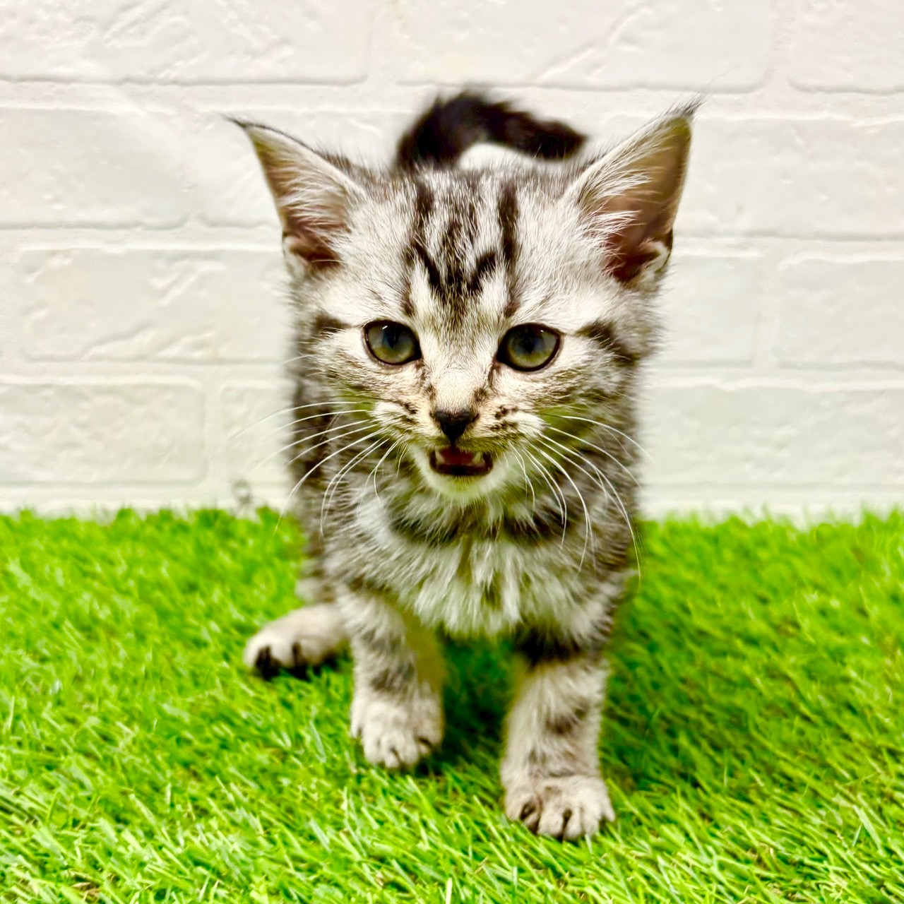 滋賀県のアメリカンショートヘアー (ワンニャンハウス草津店/2025年11月6日生まれ/女の子/シルバークラシックタビー)の子猫の1枚目の画像