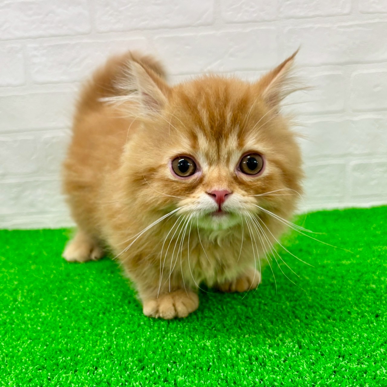 2026年2月8日生まれのマンチカン