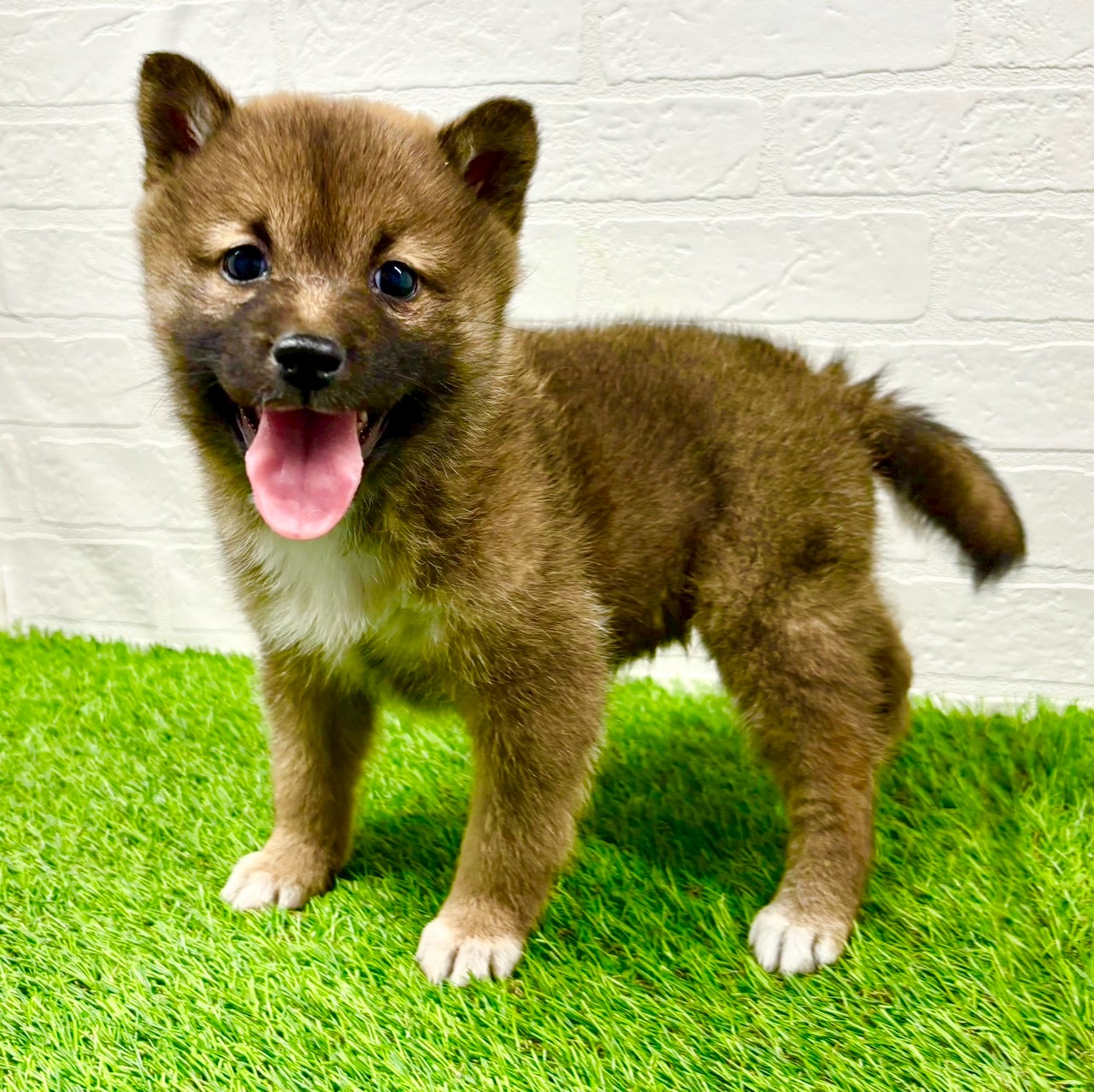 滋賀県の柴犬(標準サイズ) (ワンニャンハウス草津店/2025年11月24日生まれ/女の子/赤)の子犬の4枚目の画像