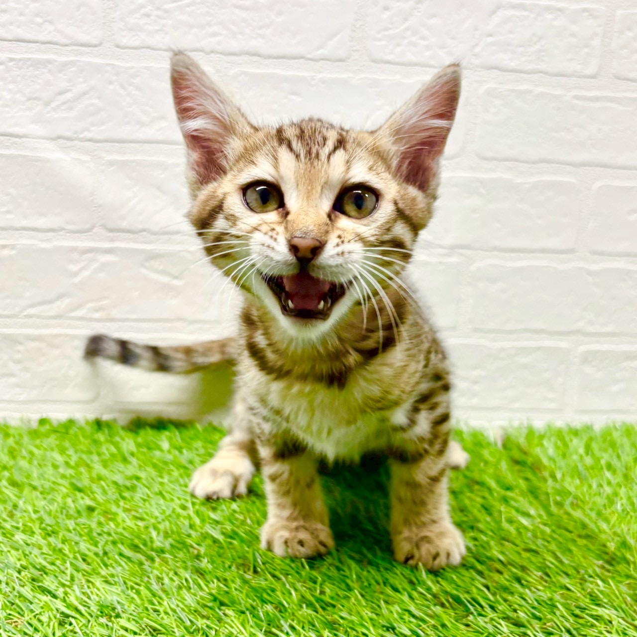 滋賀県のベンガル (ワンニャンハウス草津店/2025年11月30日生まれ/男の子/ブラウンスポットタビー)の子猫の4枚目の画像