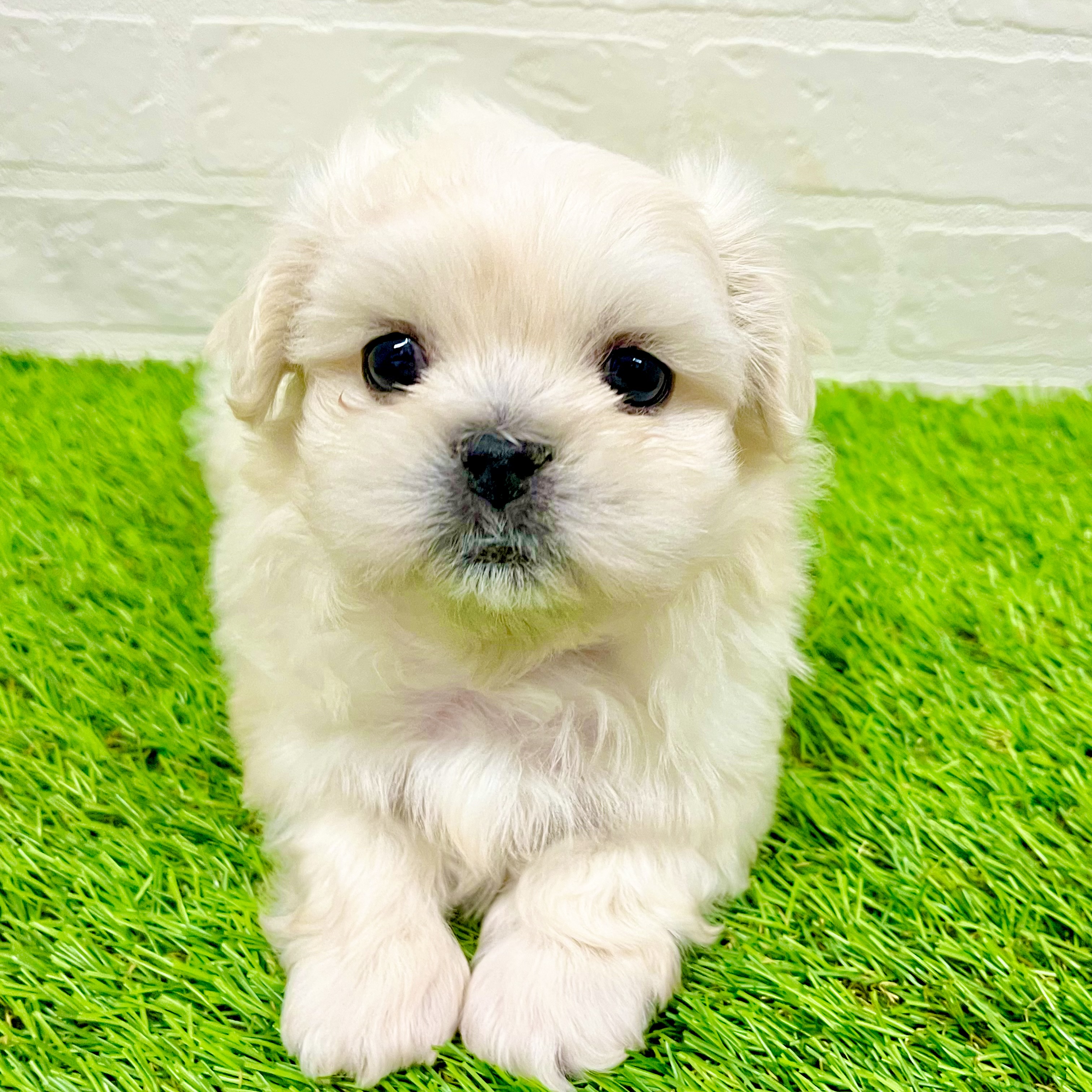 滋賀県のペキマル/マルペキ(ペキニーズ×マルチーズ) (ワンニャンハウス草津店/2025年9月25日生まれ/男の子/ホワイト)の子犬の4枚目の画像