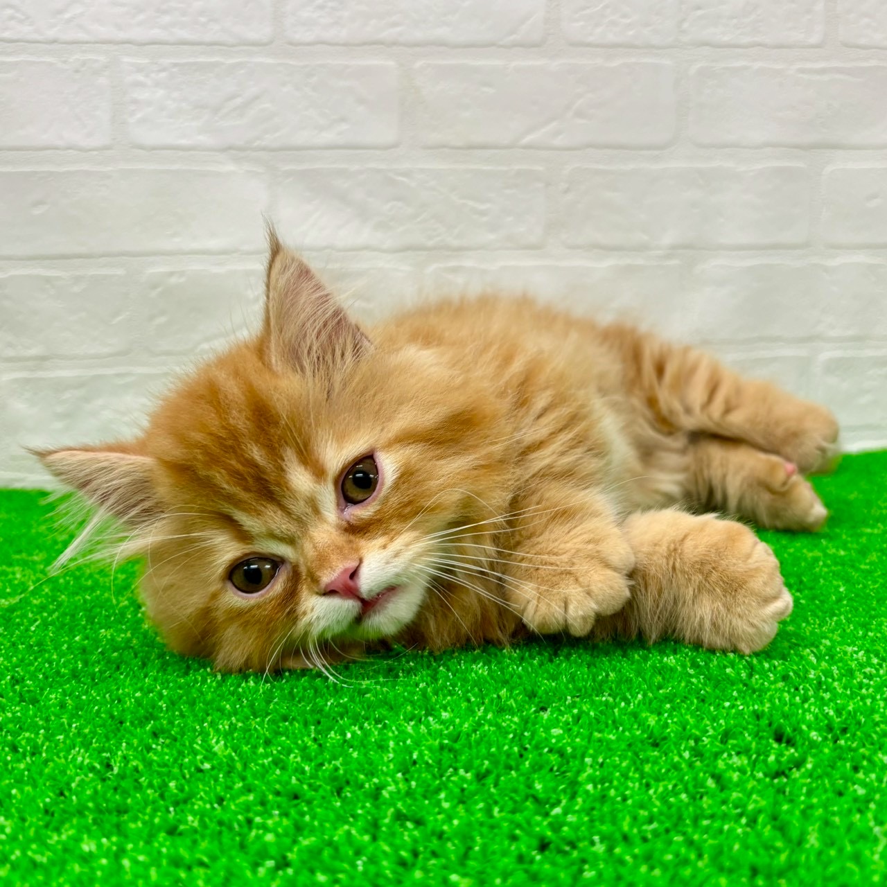 滋賀県のマンチカン (ワンニャンハウス草津店/2026年2月8日生まれ/男の子/レッドタビー)の子猫の3枚目の画像