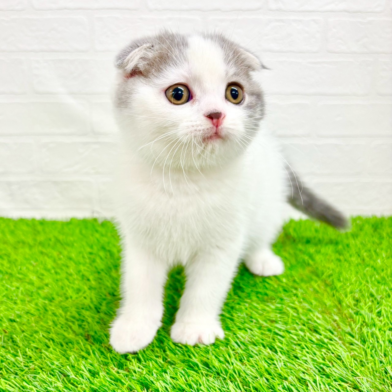 滋賀県のスコティッシュフォールド (ワンニャンハウス草津店/2026年2月6日生まれ/男の子/ブルータビーホワイト)の子猫の3枚目の画像