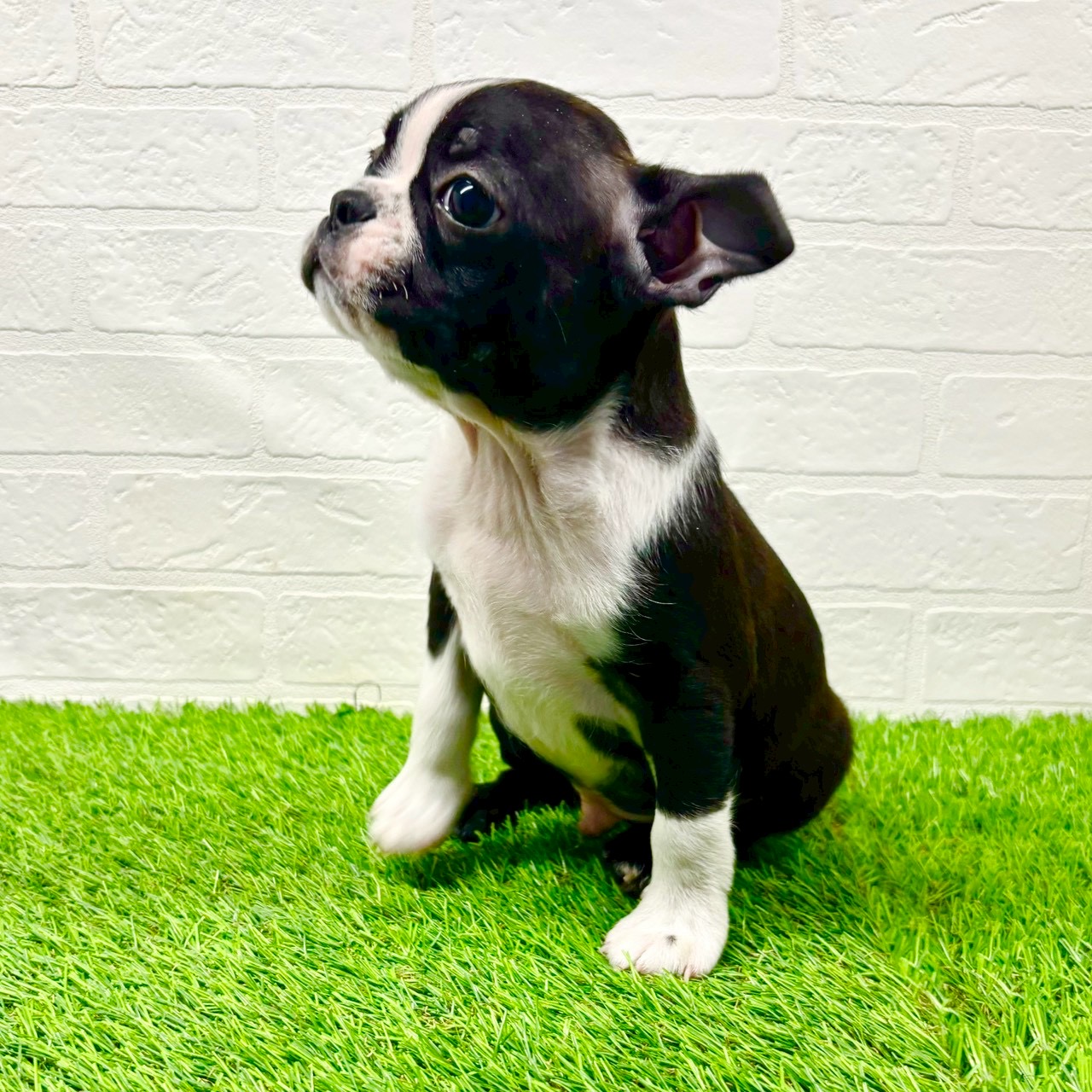 滋賀県のボストンテリア (ワンニャンハウス草津店/2025年9月21日生まれ/男の子/ボストンカラー)の子犬の3枚目の画像