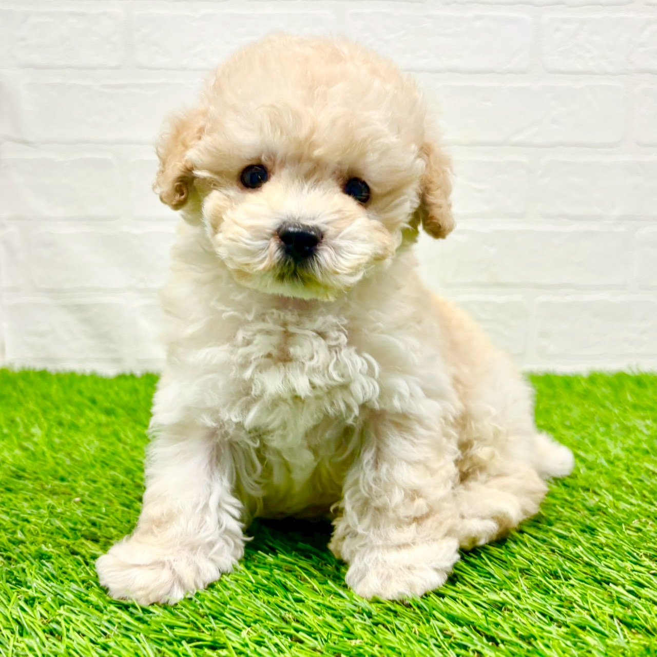 滋賀県のトイプードル(トイ) (ワンニャンハウス草津店/2025年11月12日生まれ/男の子/ペールフォーン)の子犬の1枚目の画像