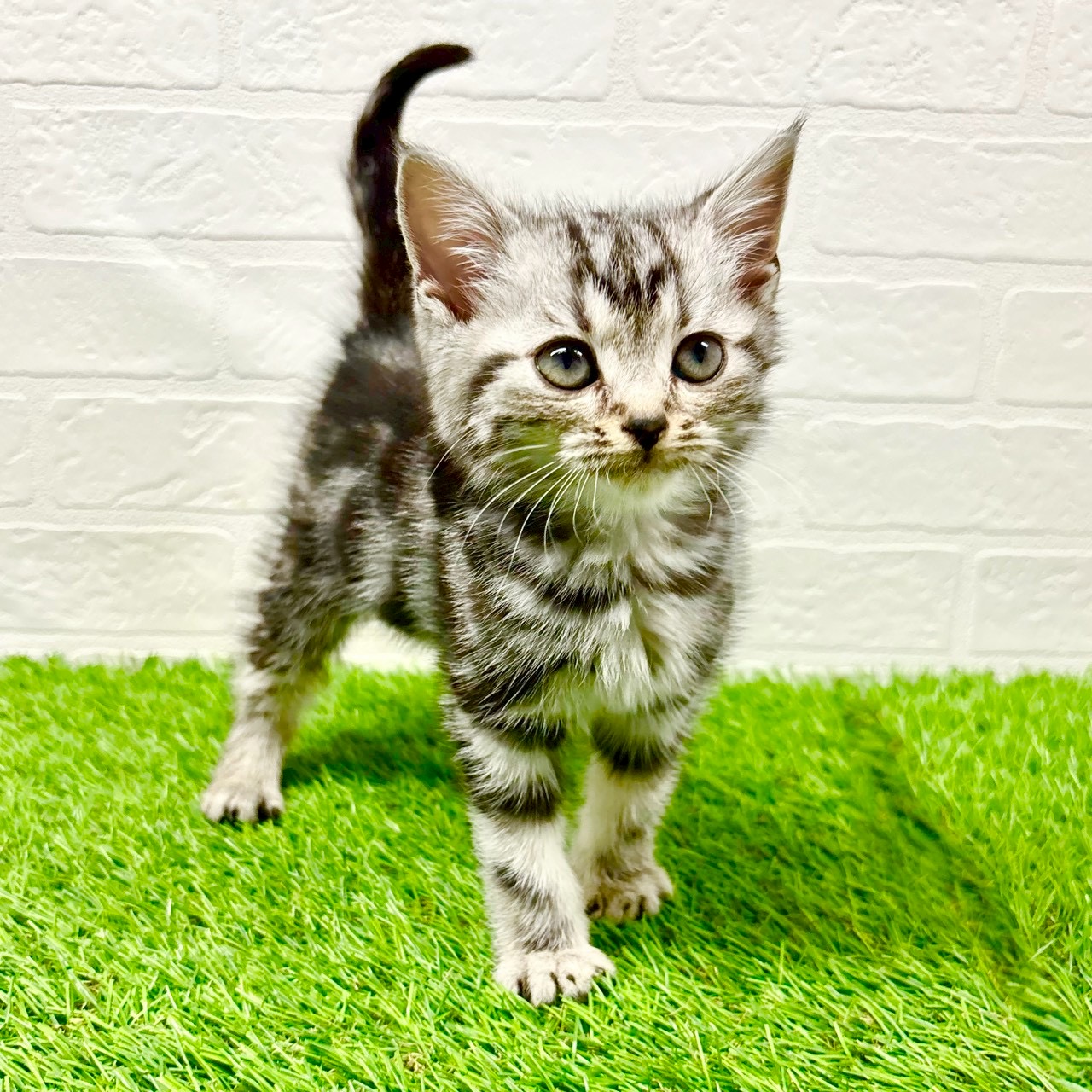 滋賀県のアメリカンショートヘアー (ワンニャンハウス草津店/2025年11月6日生まれ/女の子/シルバークラシックタビー)の子猫の2枚目の画像