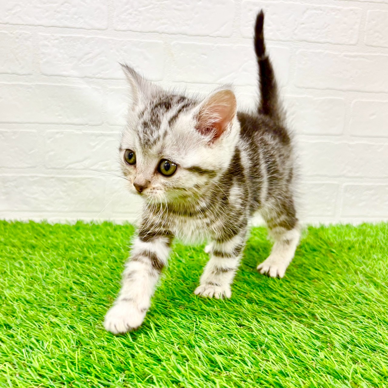 滋賀県のアメリカンショートヘアー (ワンニャンハウス草津店/2026年1月20日生まれ/男の子/シルバータビー)の子猫の3枚目の画像