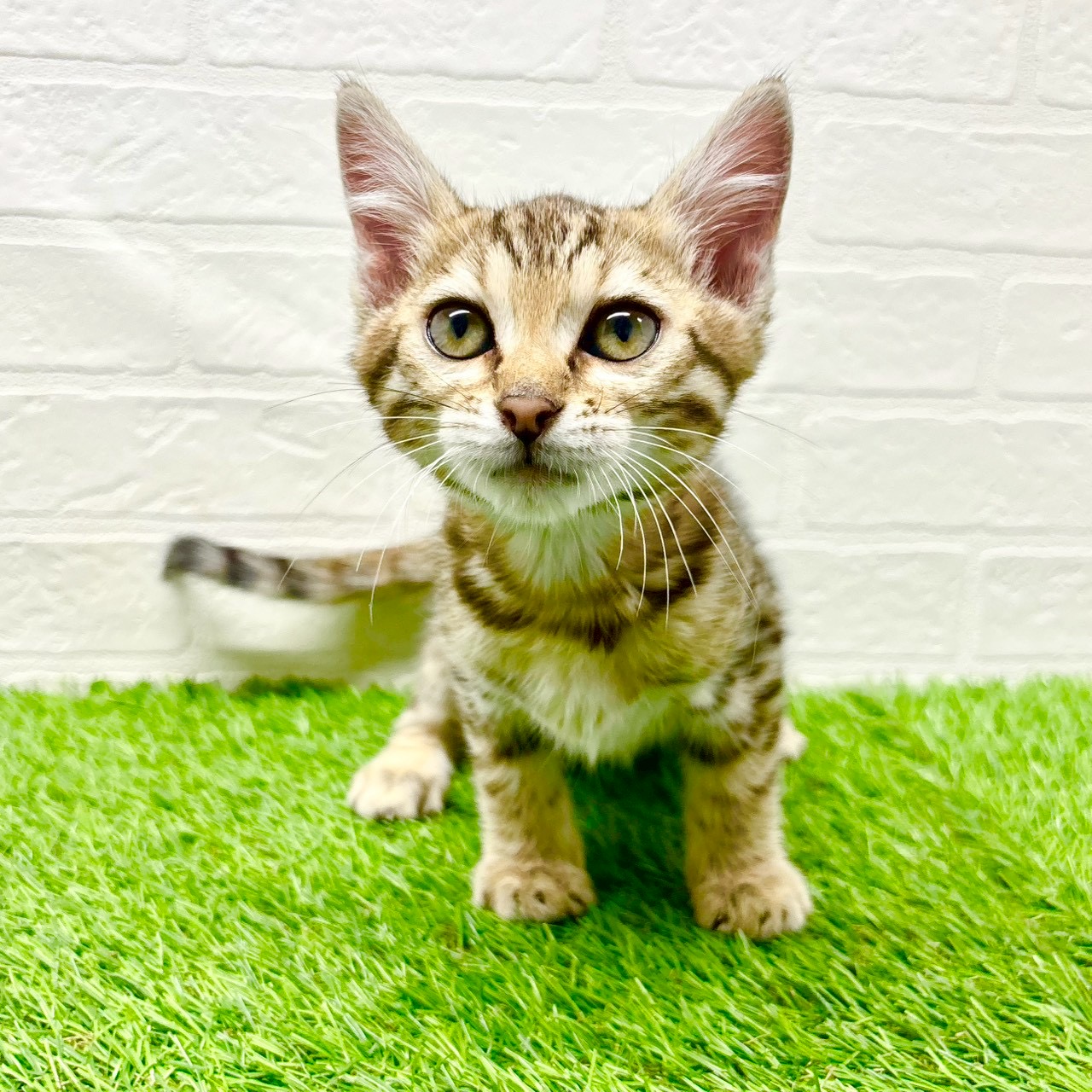 滋賀県のベンガル (ワンニャンハウス草津店/2025年11月30日生まれ/男の子/ブラウンスポットタビー)の子猫の3枚目の画像