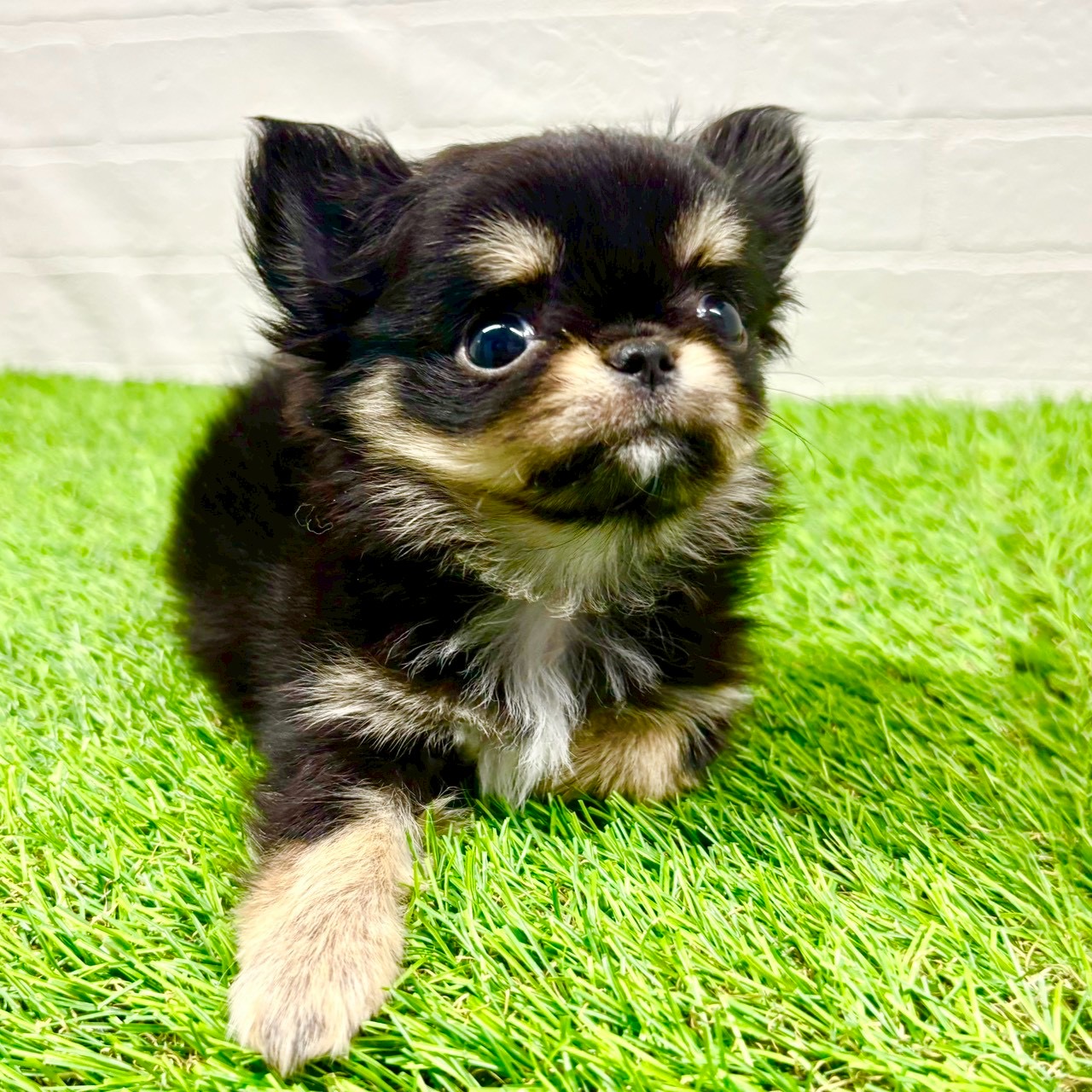 滋賀県のチワワ(ロング) (ワンニャンハウス草津店/2025年11月16日生まれ/女の子/ブラックタンホワイト)の子犬の4枚目の画像