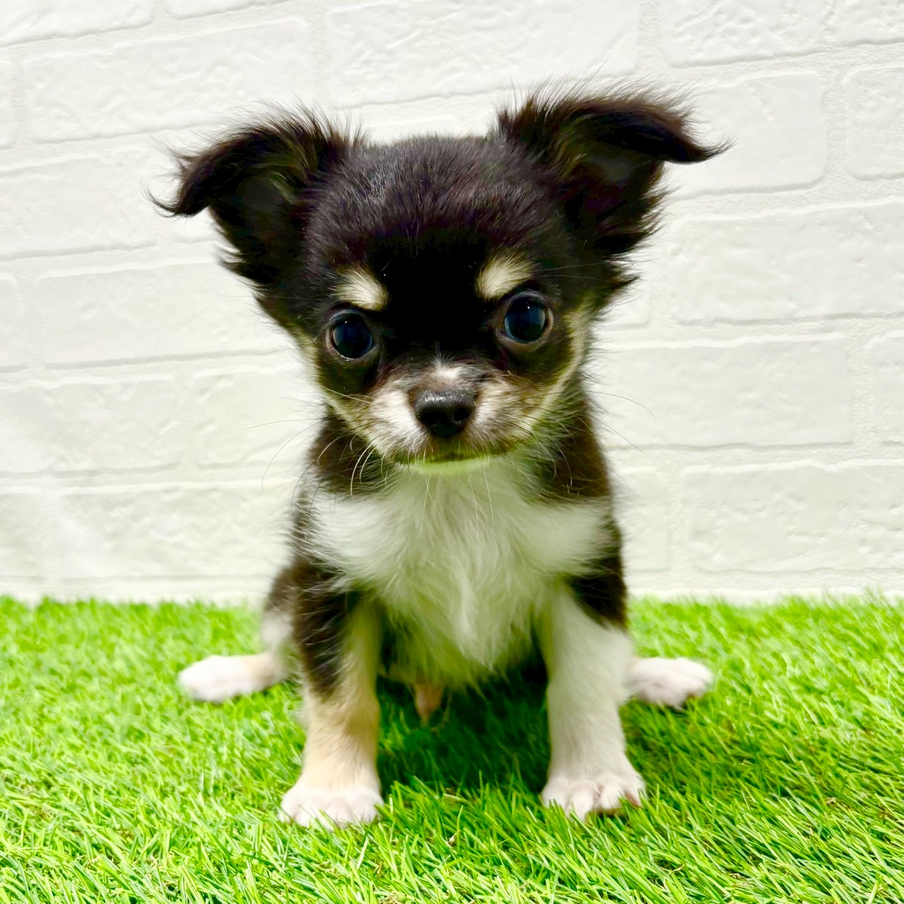 滋賀県のチワワ(ロング) (ワンニャンハウス草津店/2025年10月2日生まれ/男の子/ブラックタンホワイト)の子犬の1枚目の画像