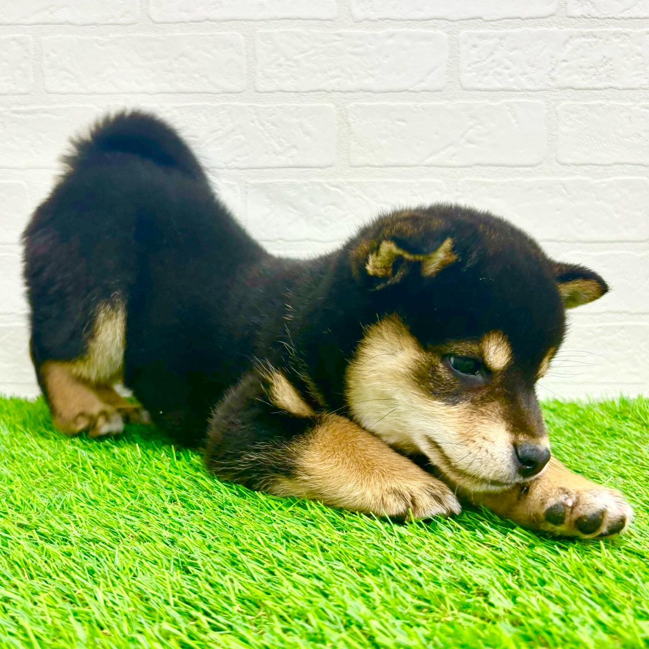 滋賀県の柴犬(標準サイズ) (ワンニャンハウス草津店/2026年2月2日生まれ/女の子/黒)の子犬の4枚目の画像