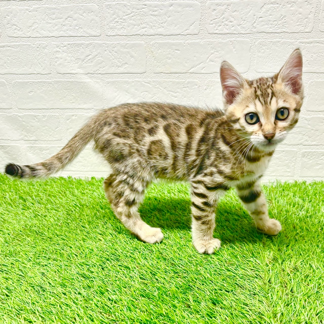 滋賀県のベンガル (ワンニャンハウス草津店/2025年11月30日生まれ/男の子/ブラウンスポットタビー)の子猫の2枚目の画像