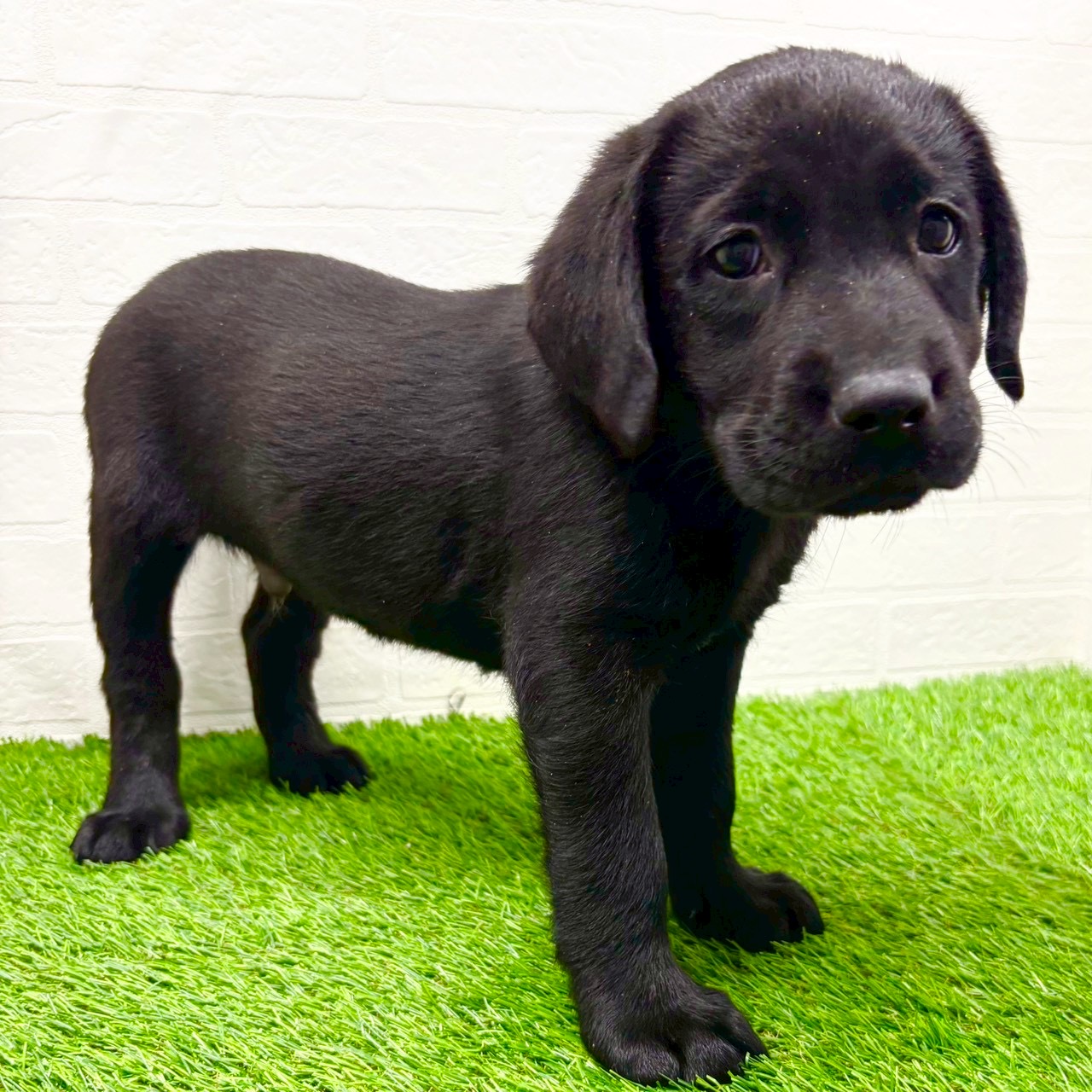 滋賀県のラブラドールレトリーバー (ワンニャンハウス草津店/2025年9月29日生まれ/男の子/ブラック)の子犬の2枚目の画像