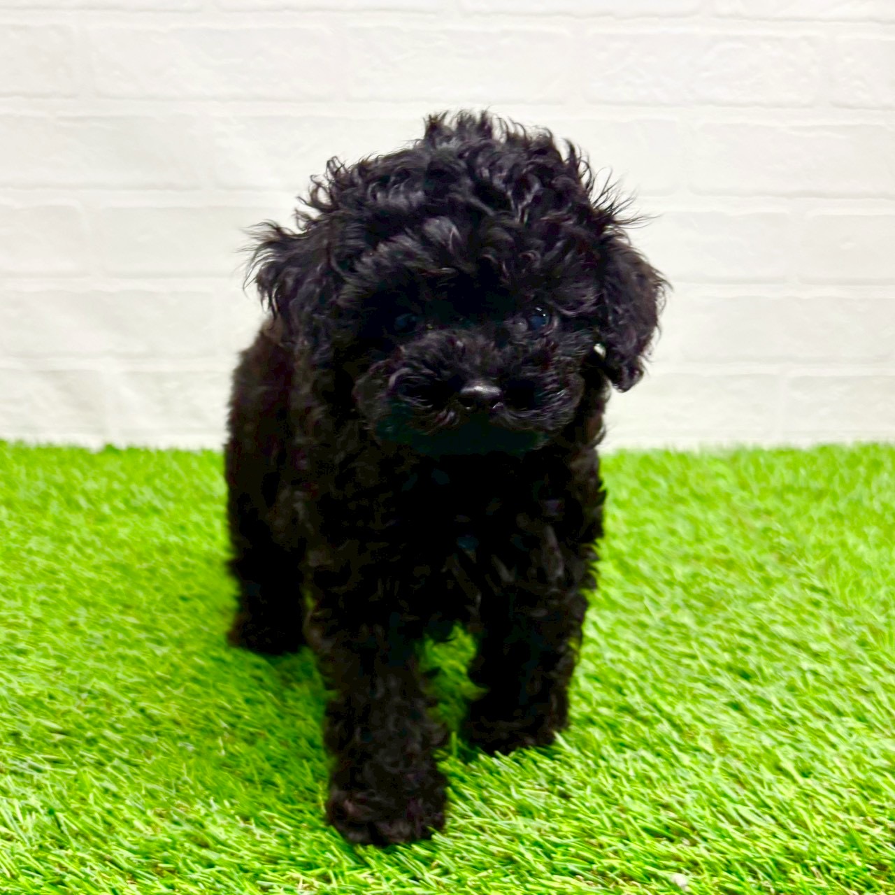 滋賀県のトイプードル(トイ) (ワンニャンハウス草津店/2025年9月11日生まれ/女の子/ブラック)の子犬の4枚目の画像