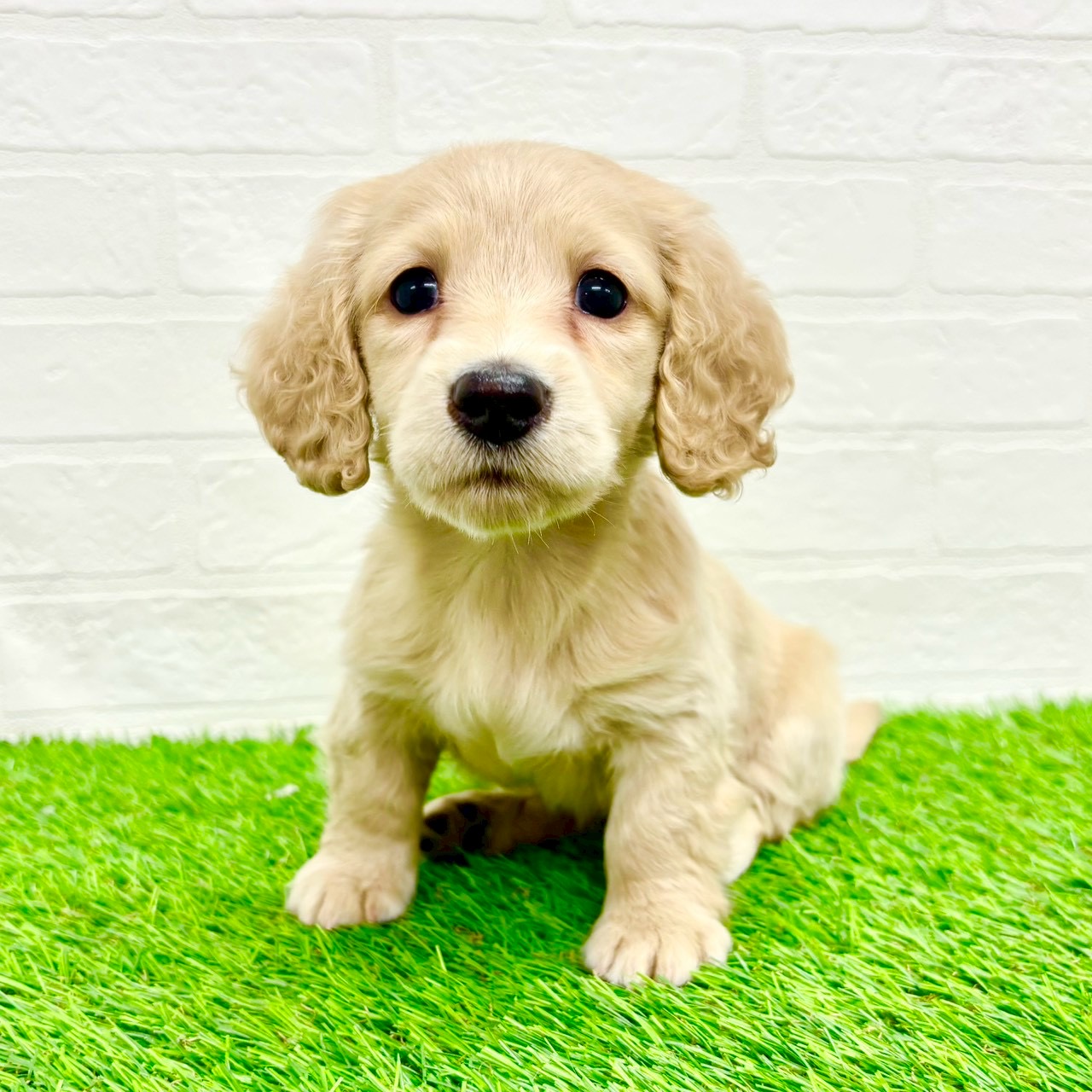 滋賀県のミニチュアダックスフンド(ロング) (ワンニャンハウス草津店/2025年12月30日生まれ/女の子/イエロー)の子犬の1枚目の画像